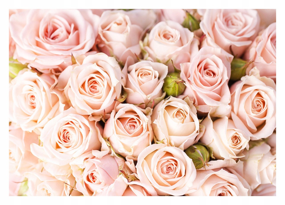 

Fototapeta 3D róże kwiaty 416x290 F00256