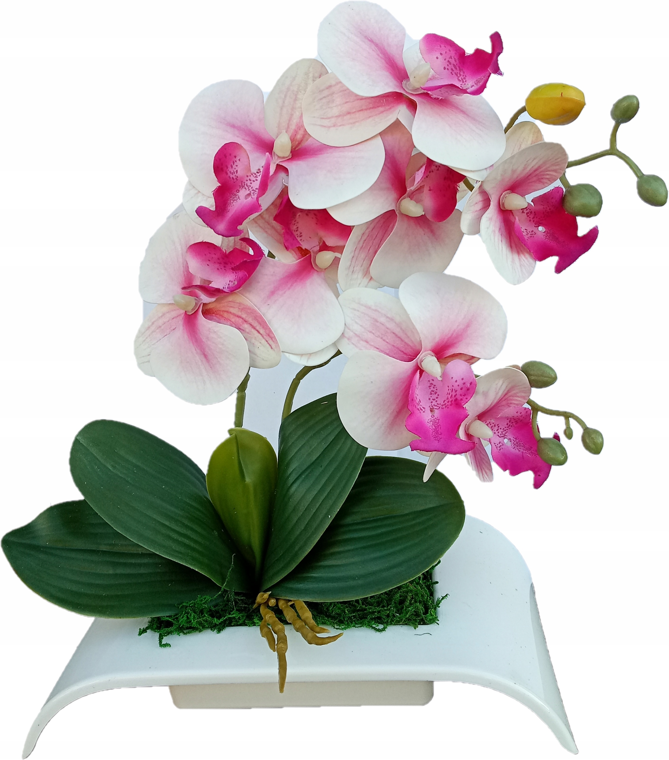 

Storczyk Sztuczny Jak Żywy! 2 Pędowy Silikonowy