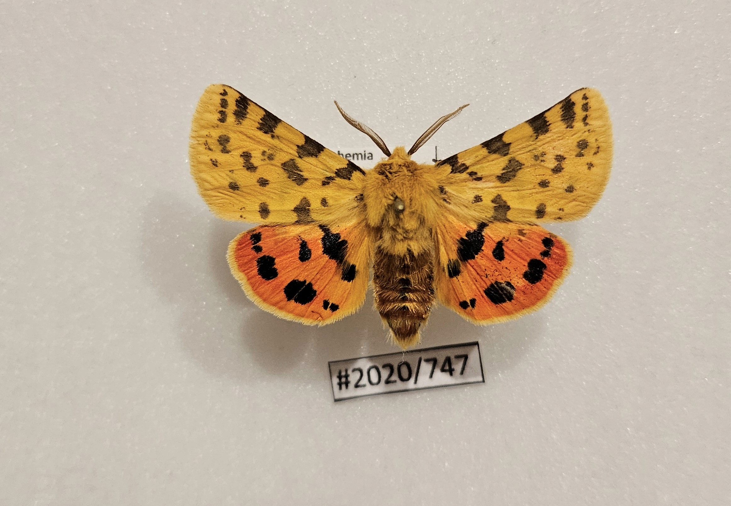 Motyl Rhyparia purpurata samiec .