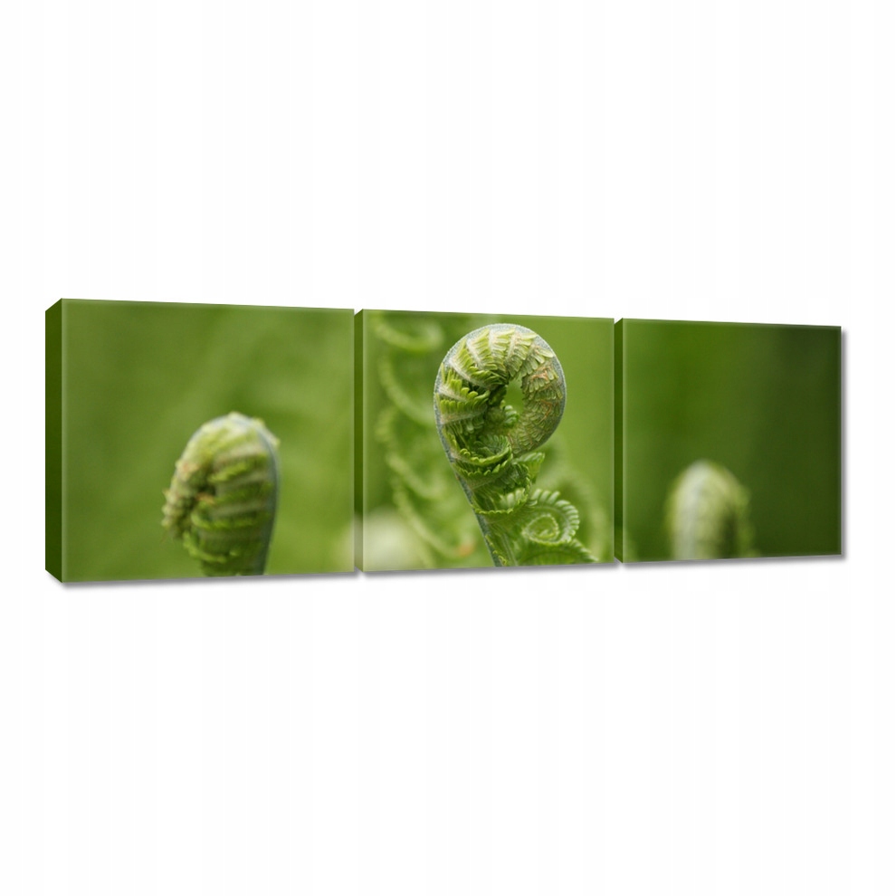 

Obrazy 60x20 Paprotki Las Zieleń Liść