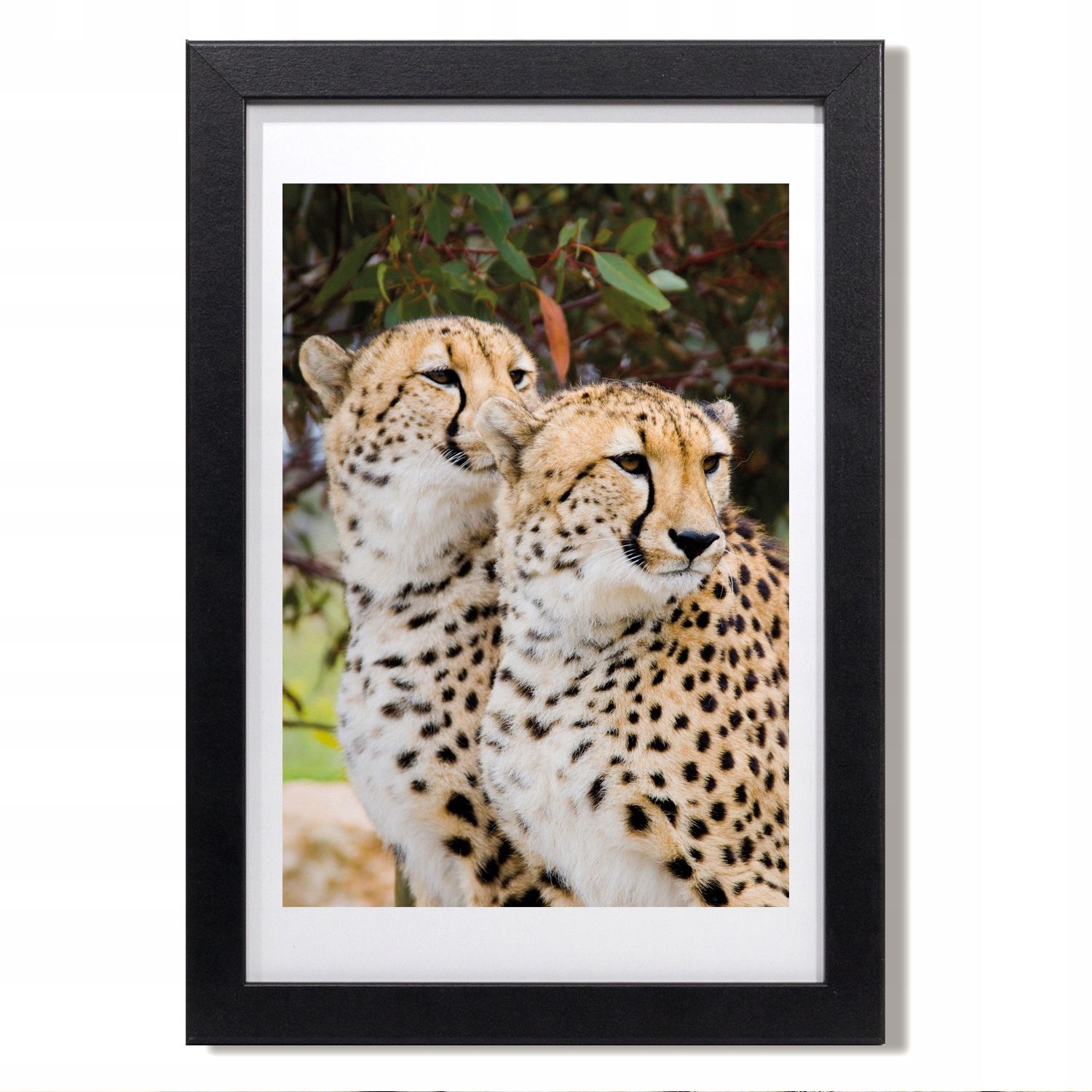 Obraz v rámu na zeď Gepard rodina 20x30 cm