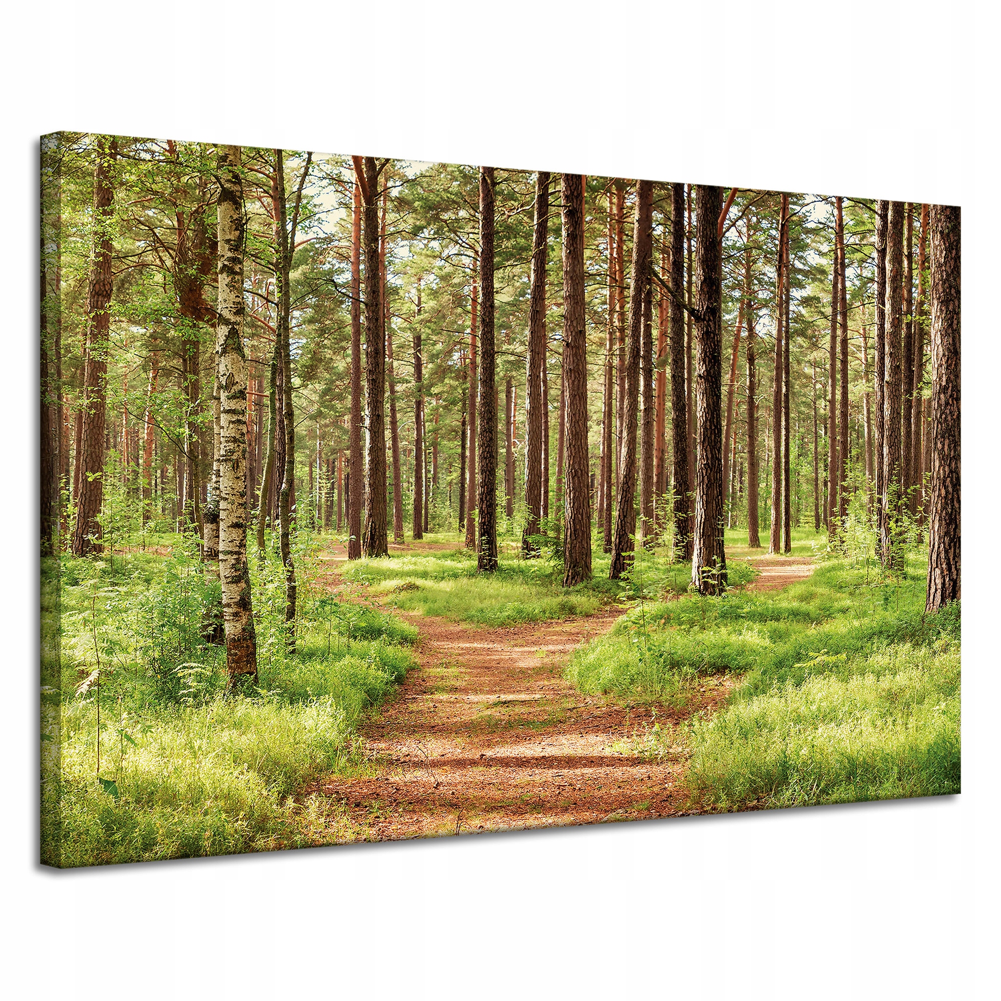 Obraz na plátně Stezka v lese Stromy Příroda 120x80 cm