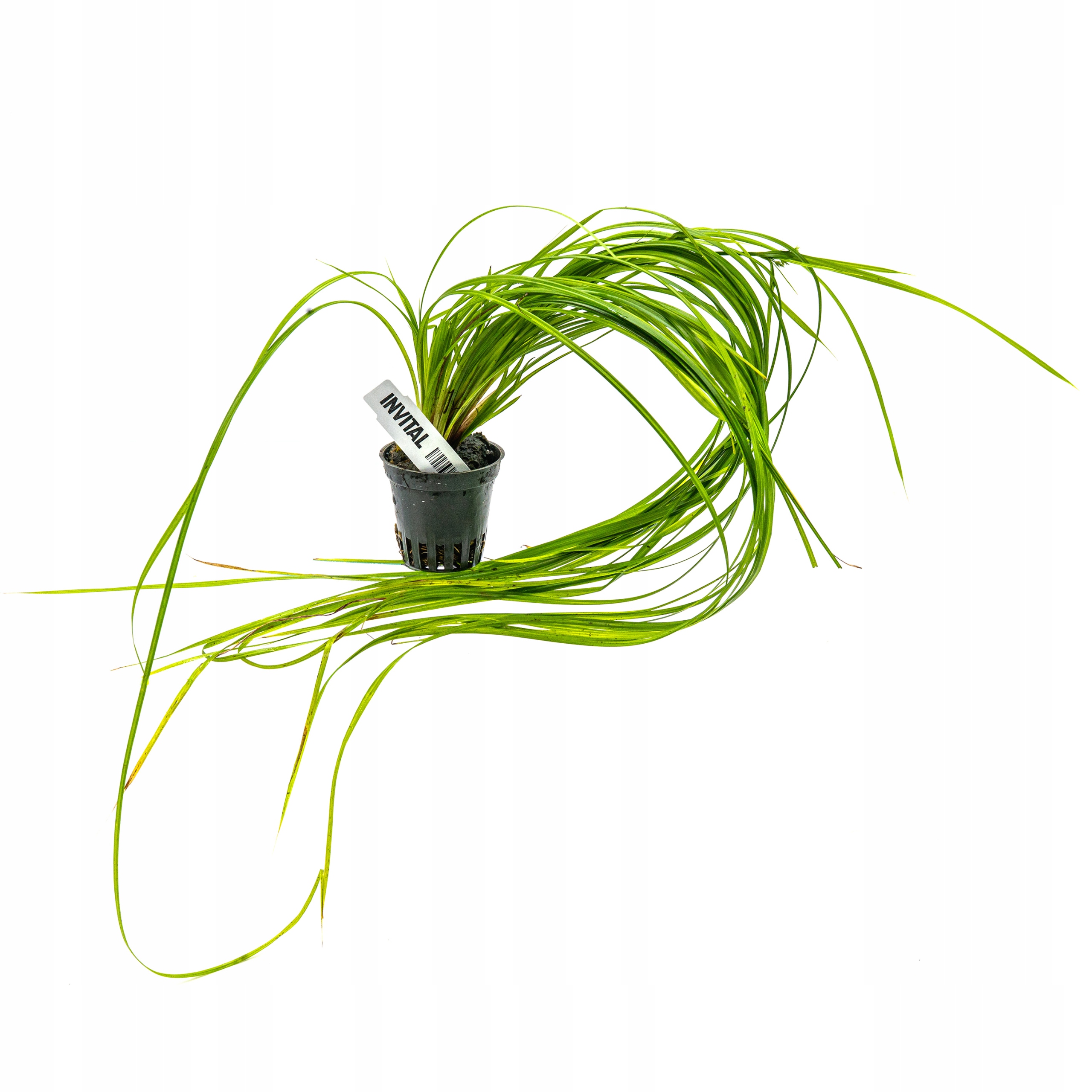 INVITAL Cyperus helferi koszyk Ø 5,5 cm