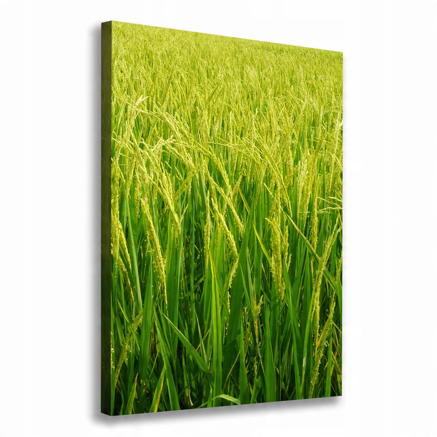 

Foto-obraz canvas do salonu Plantacja ryżu 70x100