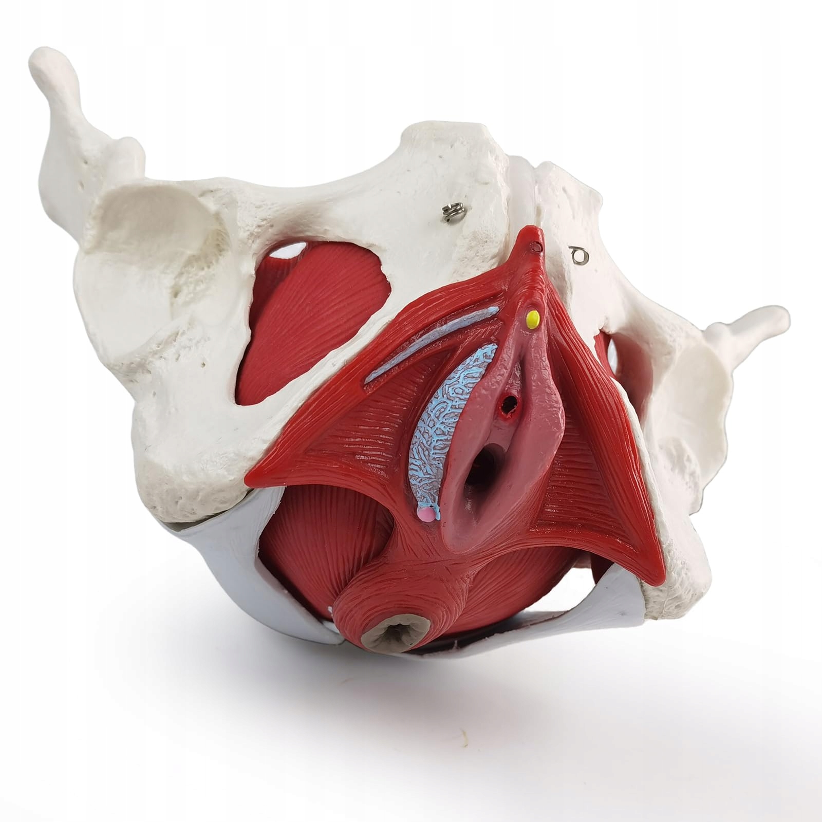 WEIBLICHES Becken Perineum Model Z Organami Edukacyjne 6 Części — miniatura 5