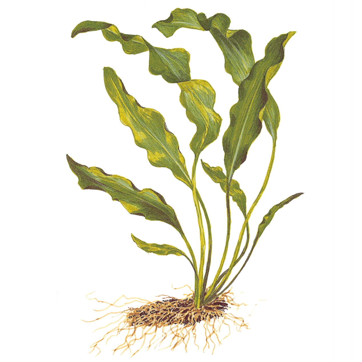 Aponogeton ulvaceus - TROPICA (bulwa / koszyk)