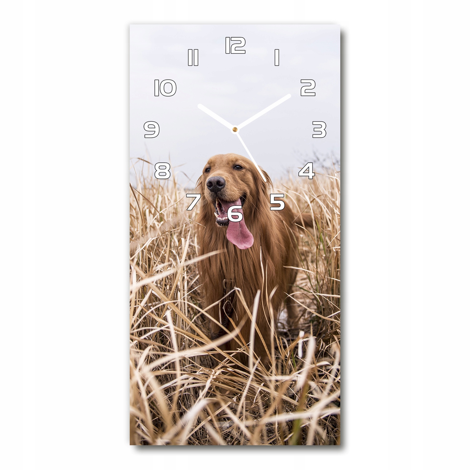 

Zegar ścienny cichy Golden retriever 30x60 pionowy