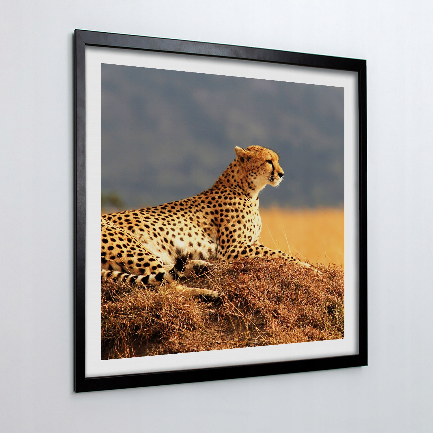 Krásný fotoobraz s rámečkem Gepard savana 50x50 cm
