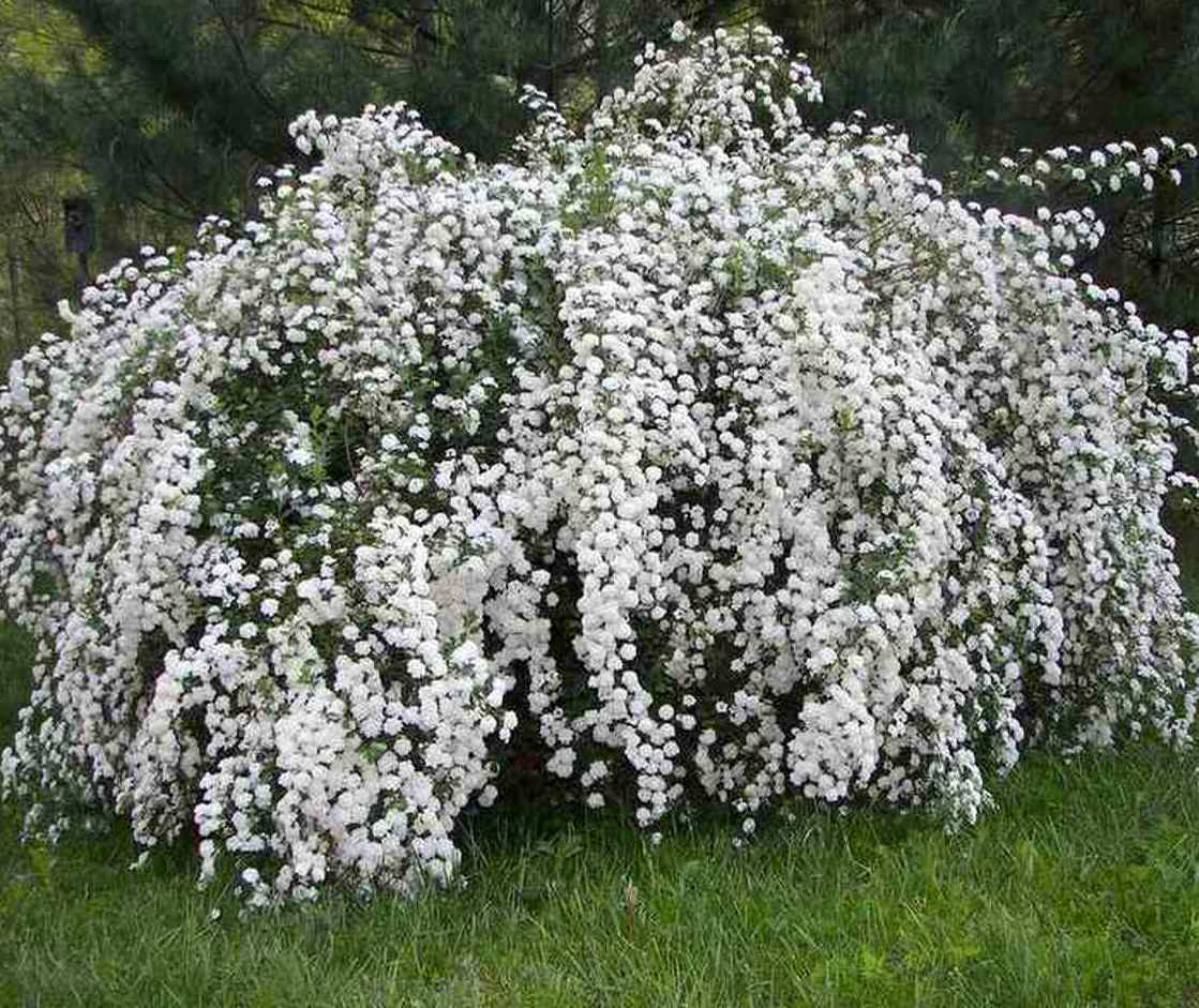 Кустарник спирея Вангутта