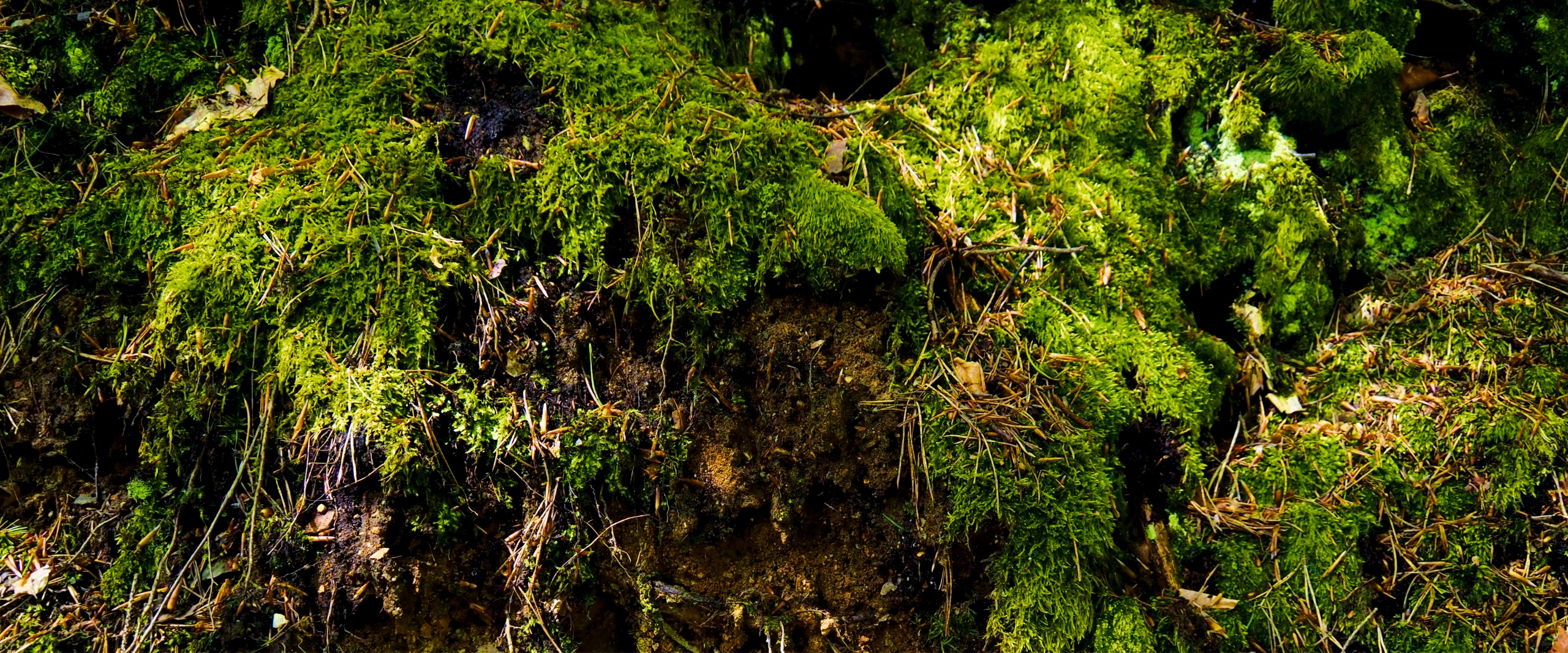 Tło Do Akwarium samoprzylepne Folia foto tapeta 120x50 Mech