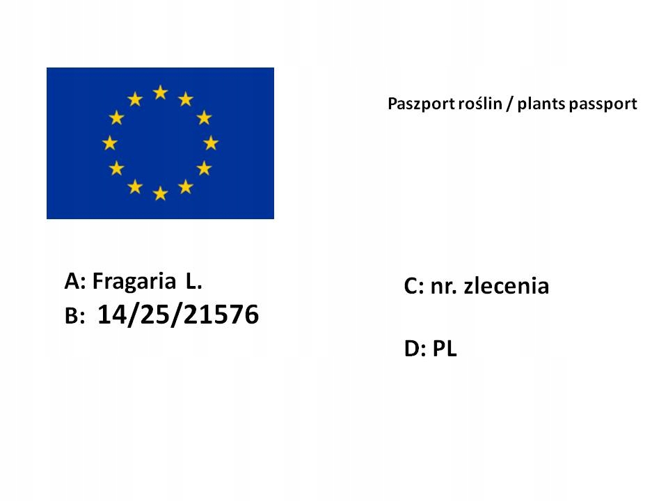 Truskawka Ostara zestaw 12 szt-1207 Roślina w postaci sadzonka z gołym korzeniem