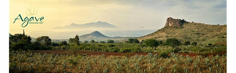 ZESTAW DO PIELEGNACJI PO NANOPLASTII AGAVE 2X250ML Marka Agave