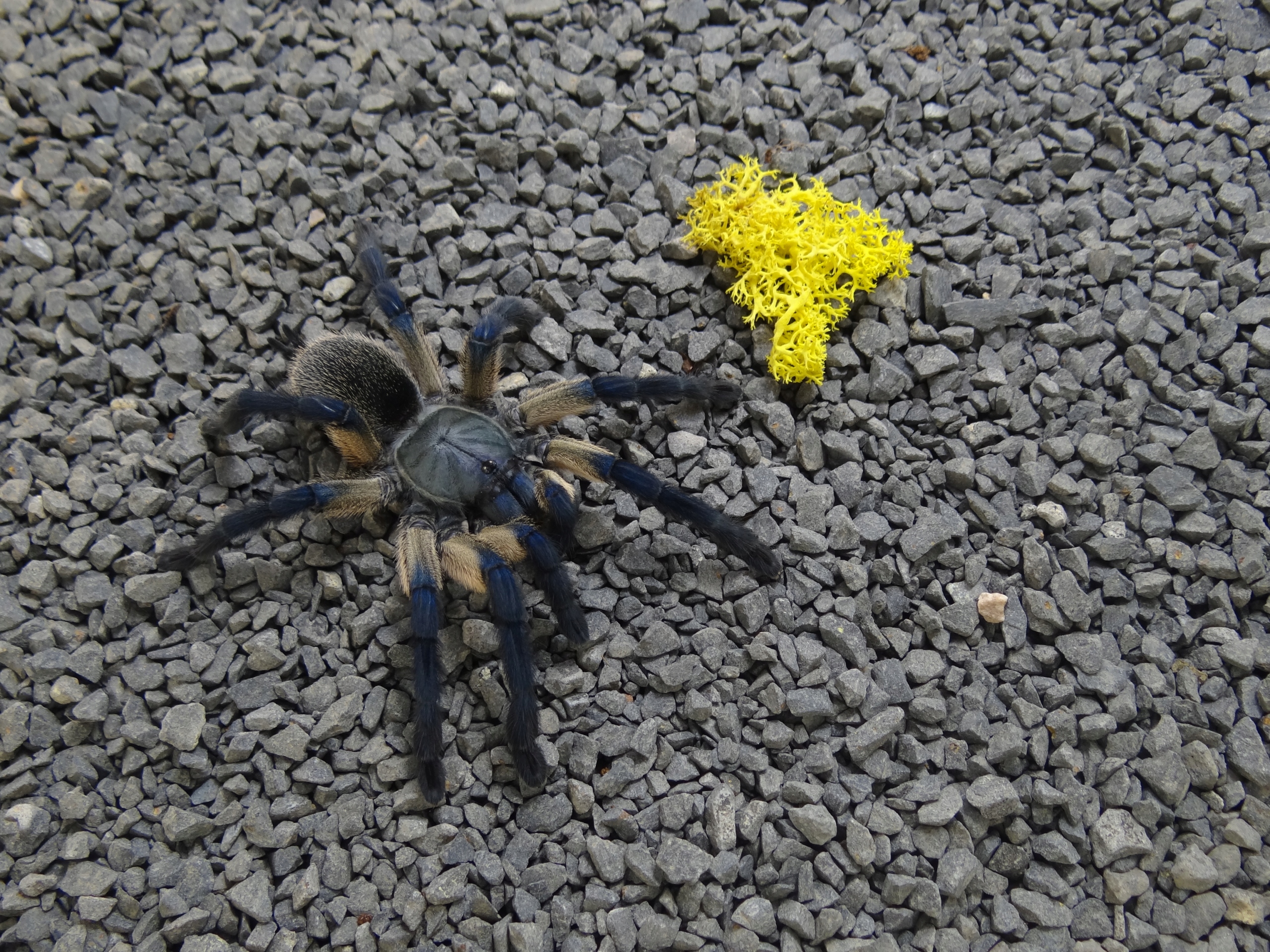 PAJĄK PTASZNIK MONOCENTROPUS BALFOURI SAMICA 2-2,5DC 