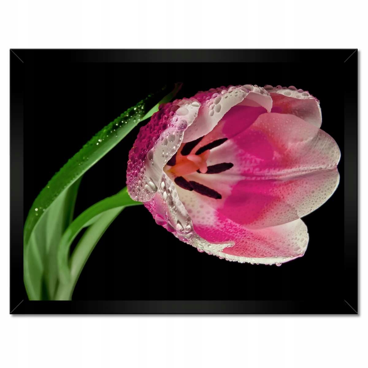 Plakáty v rámu 40x30 Růžový tulipán