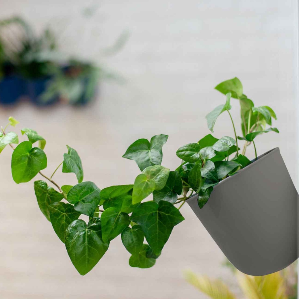 DONICZKA ŚCIENNA OKRĄGŁA SZARA OSŁONKA WISZĄCA PLASTIKOWA NA ZIOŁA ŚCIANĘ Kod producenta 5905544795113