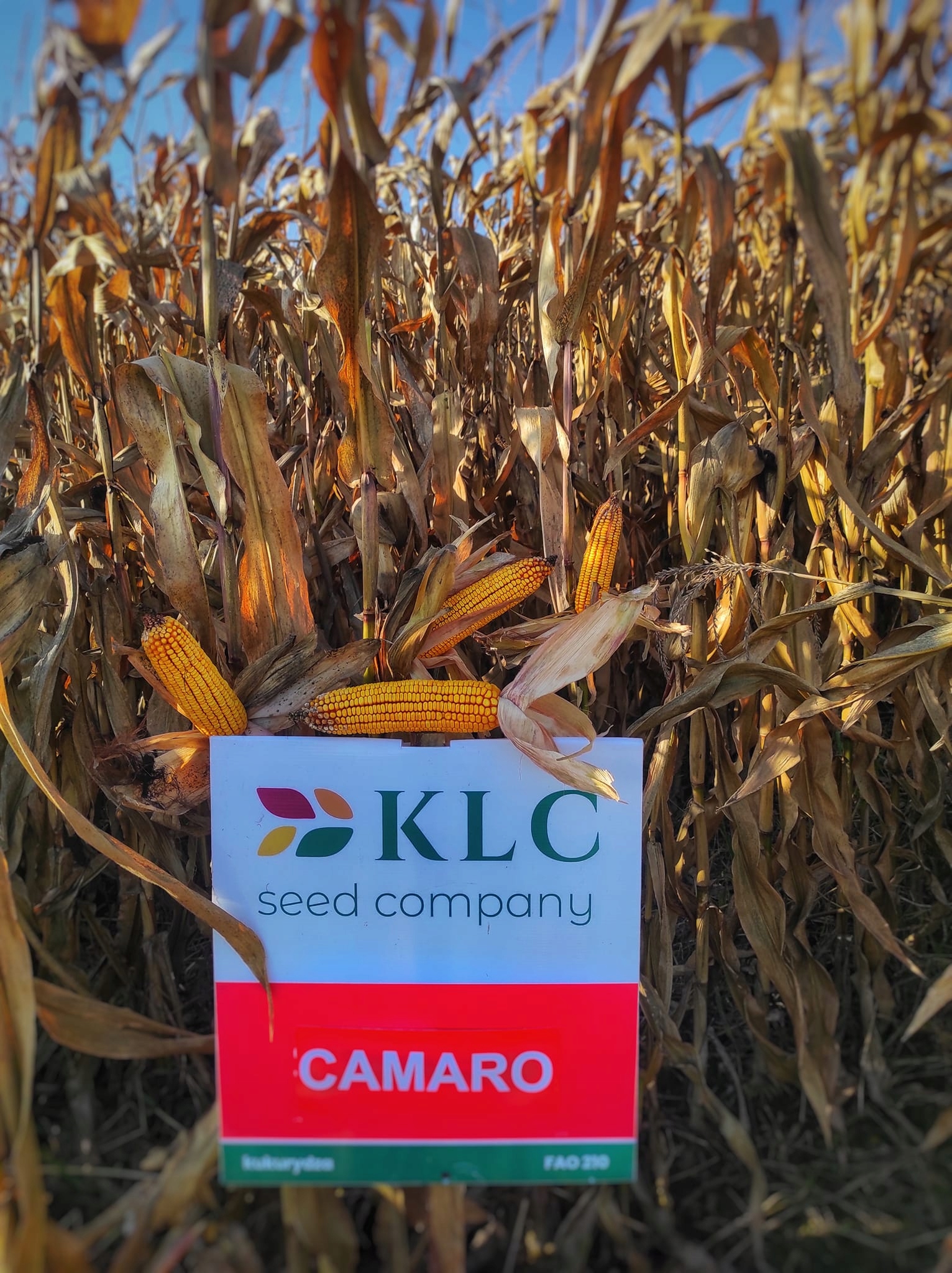 Nasiona kukurydzy Camaro FAO230-240 50 tys. nasion