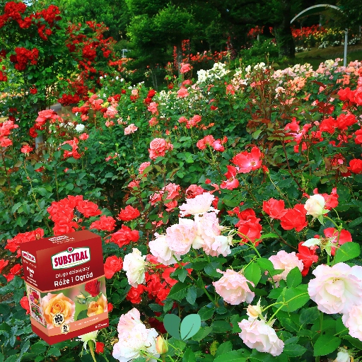 NAWÓZ DO RÓŻ I KWIATÓW 100DNI 1kg SUBSTRAL Producent Substral