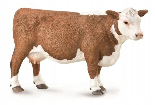 

Krowa rasy Hereford