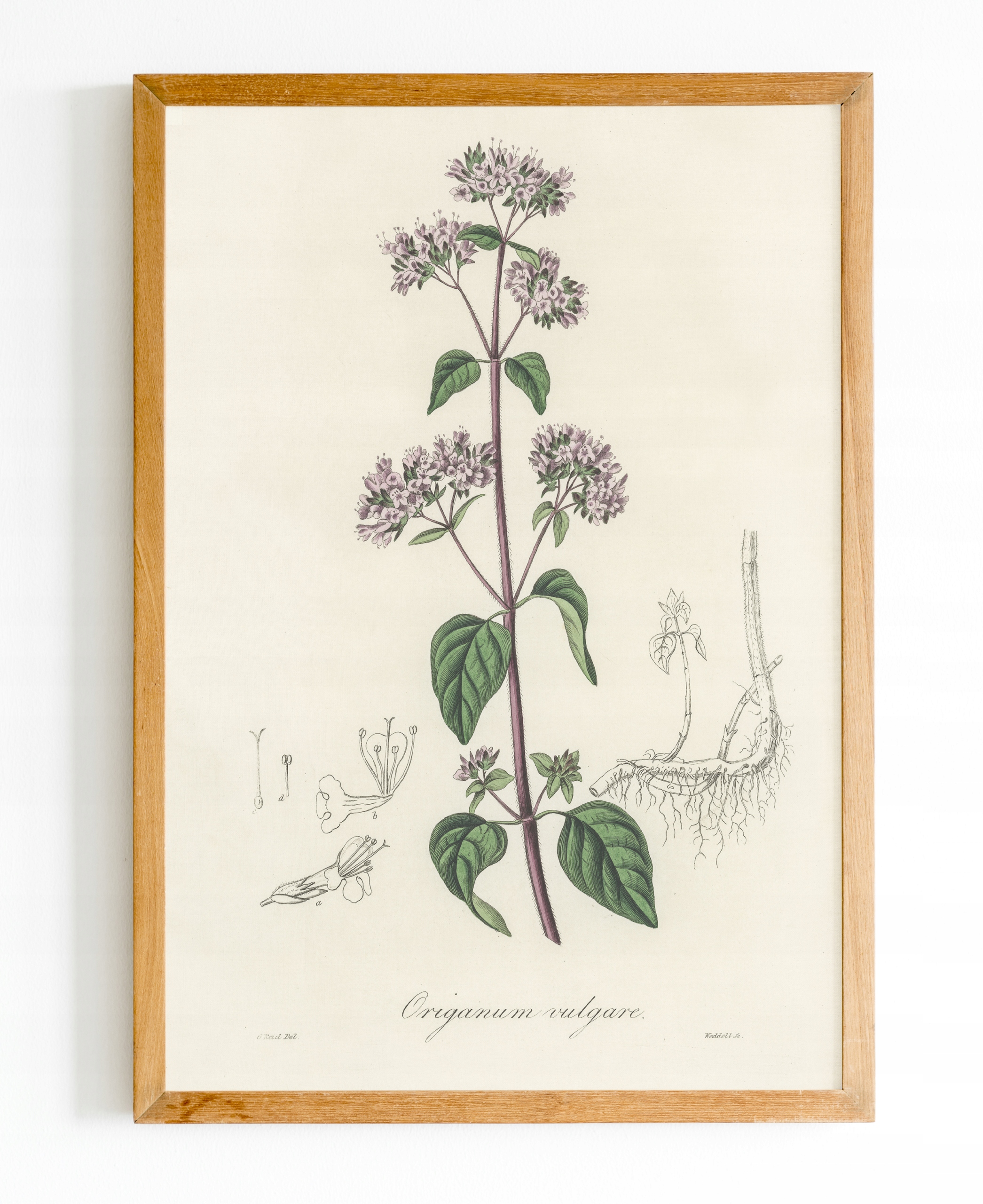 OBRAZ plakat A3 Botanik Botanical Rośliny