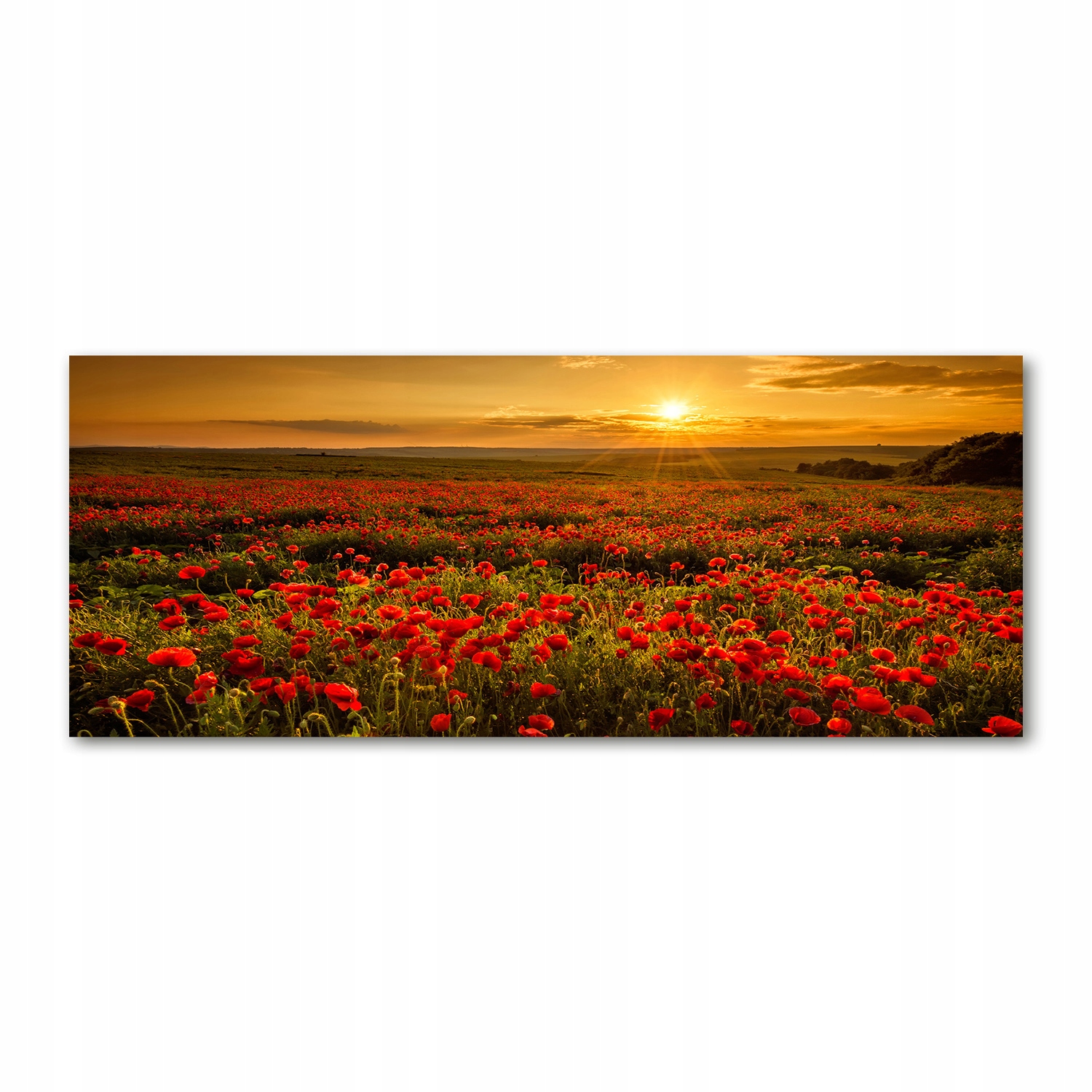 

Foto obraz na szkle akrylowym Pole maków 125x50 cm