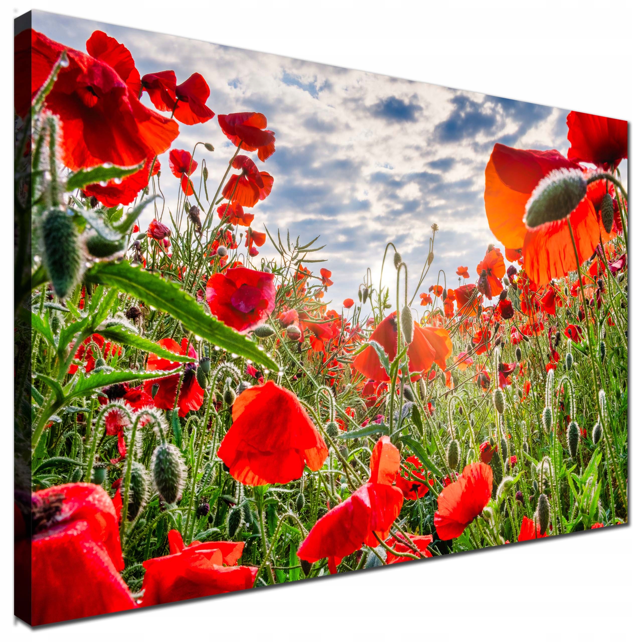 

Obrazy obraz na płótnie maki pole 120x80