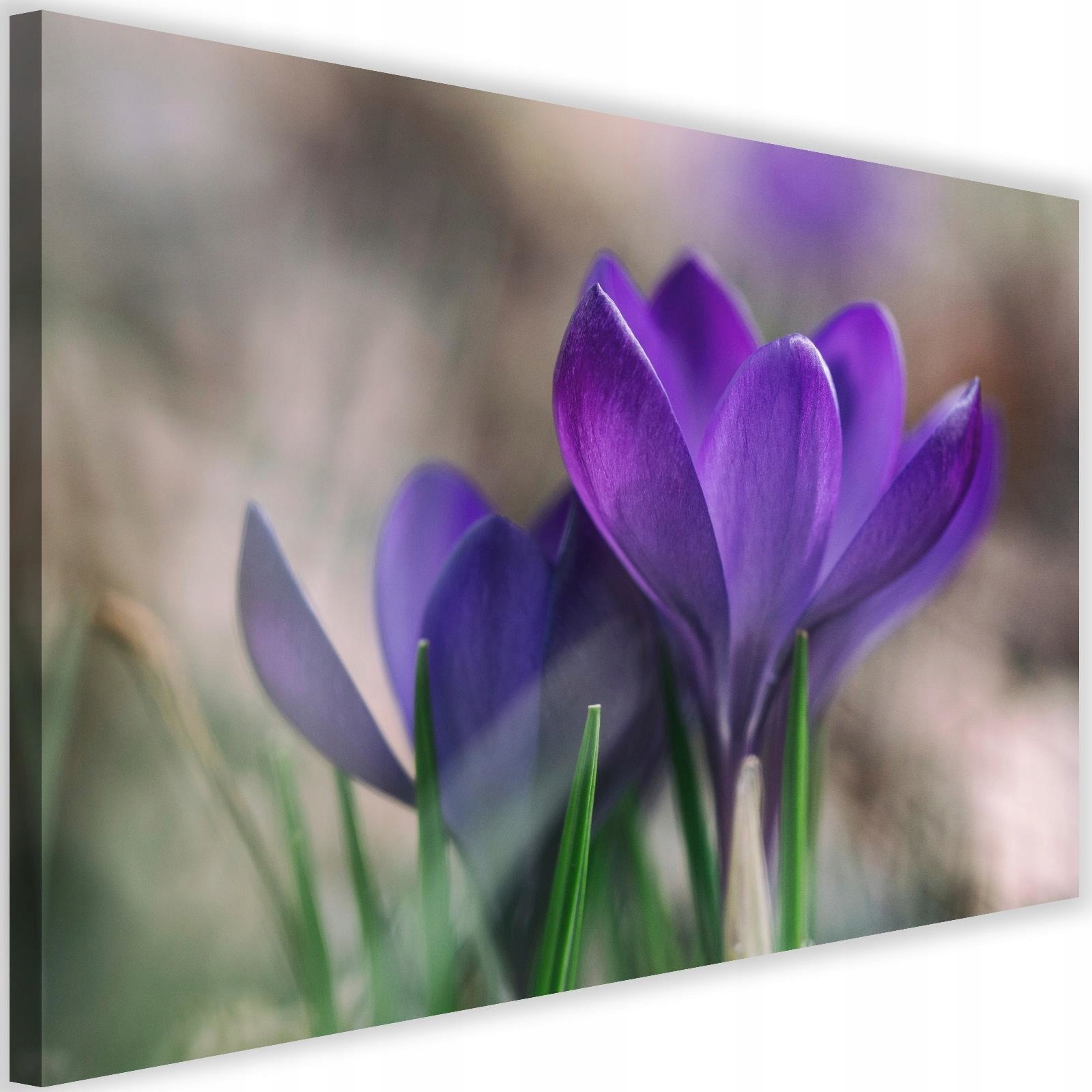 

Obraz Kwiaty Do Salonu Wiosenne Krokusy 90x60