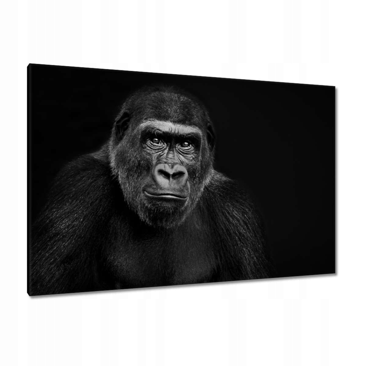 Obrazy 120x80 Černá gorila nížinná