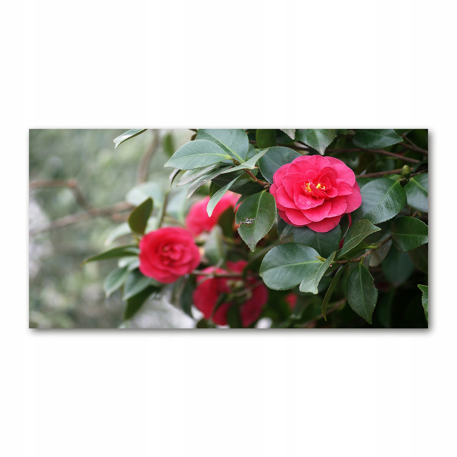 

Foto obraz duży akryl nowoczesny Kamelia 120X60cm