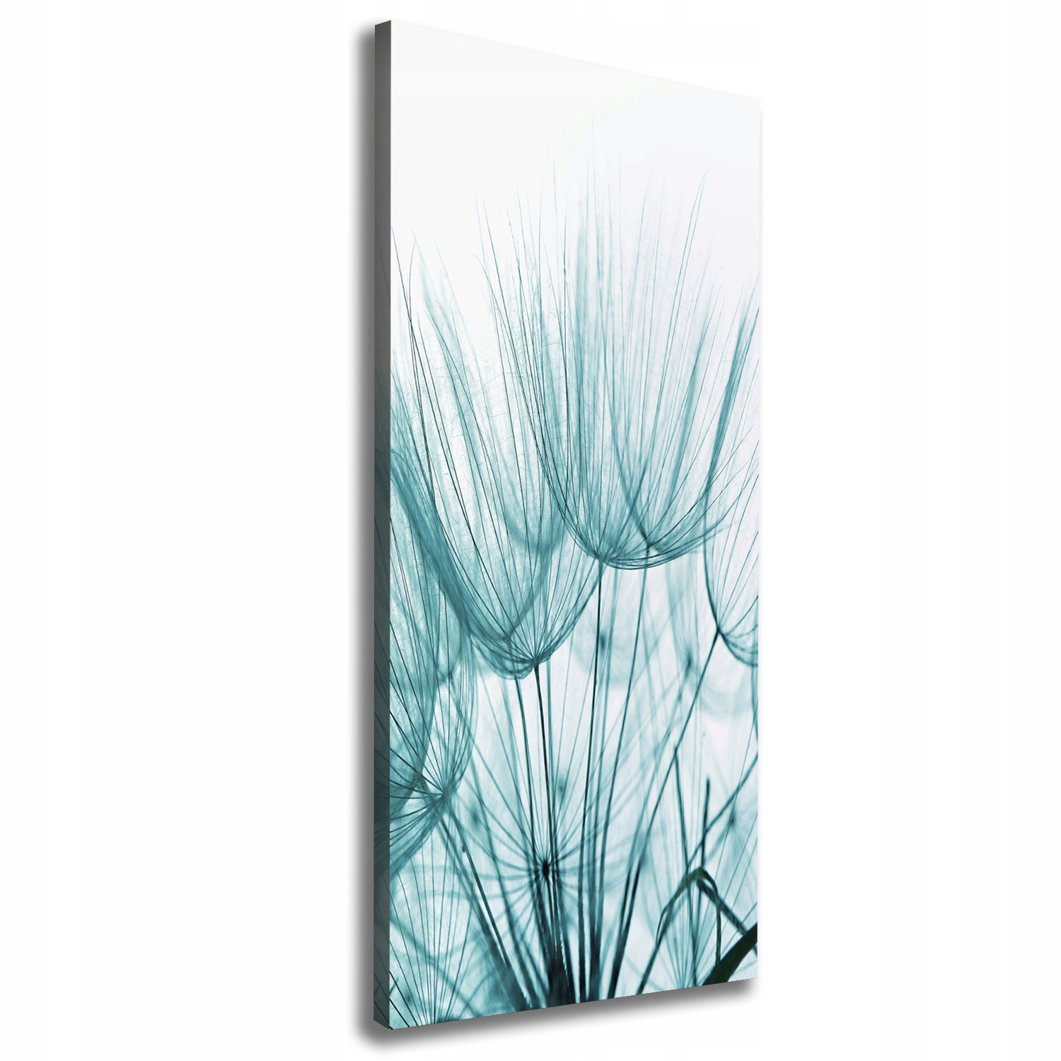 

Foto obraz na płótnie Nasiona dmuchawca 50x125 cm
