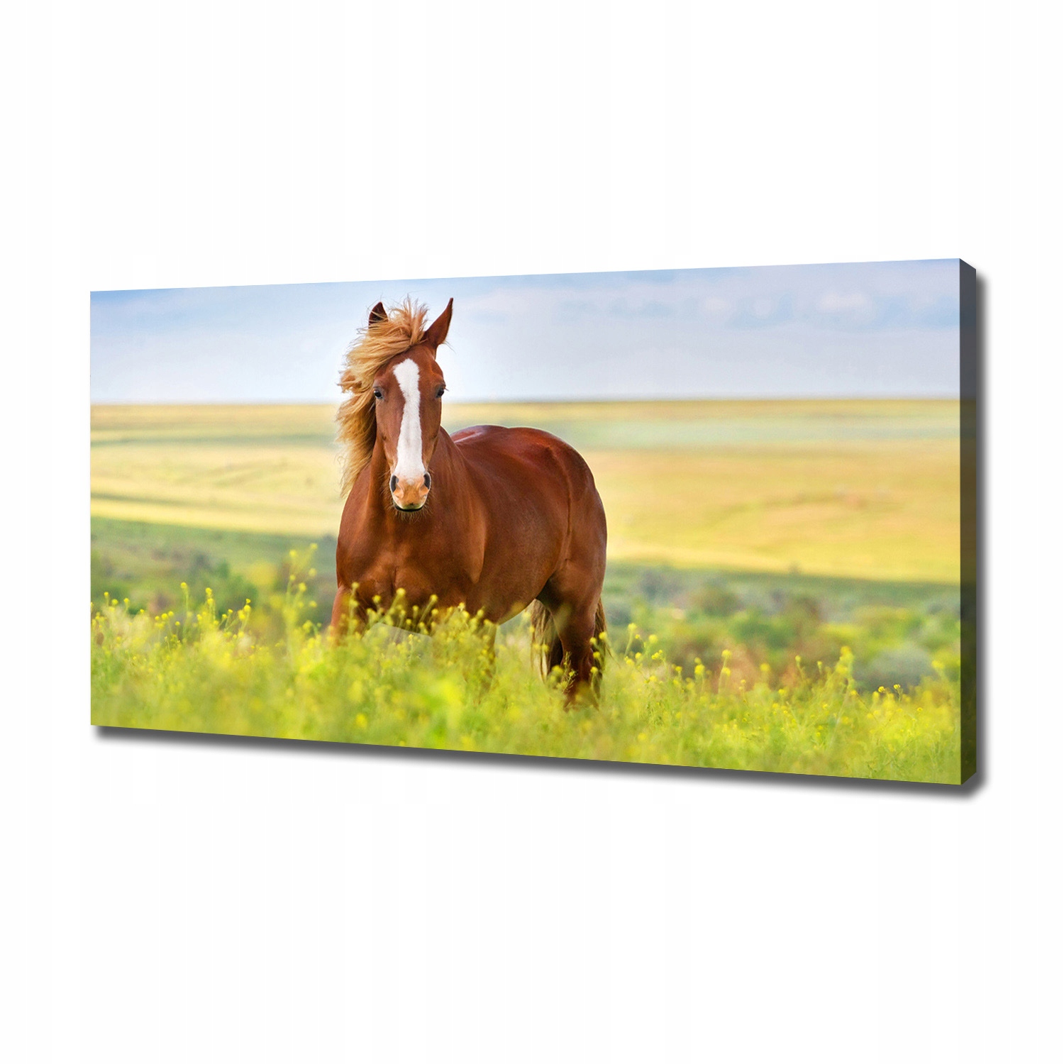 

Foto obraz canvas na ścianę Brązowy koń 120x60 cm