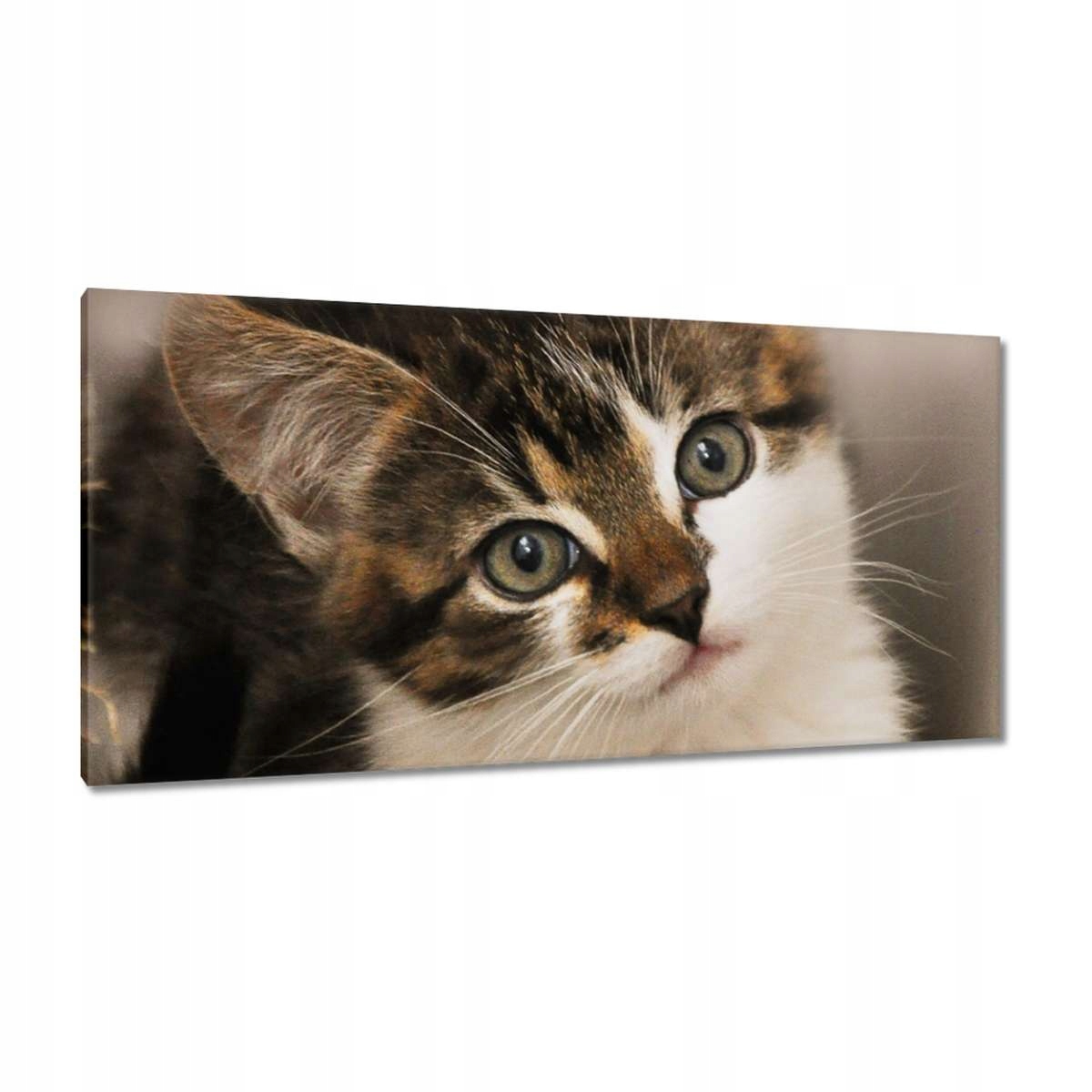 Obrazy 115x55 Kotě