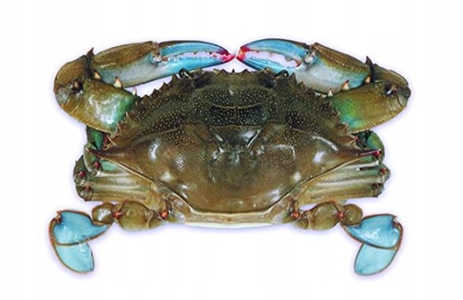 Krab Soft Shell miękka skorupa jadalny w całości mrożony 1 kg (12-13 szt)
