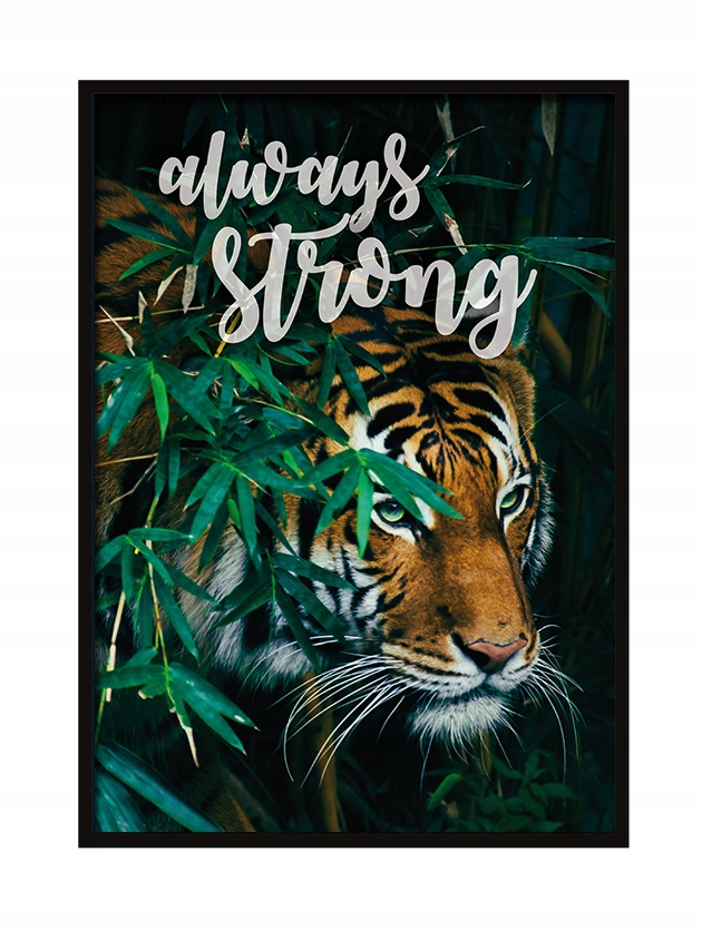 

Obraz, Plakat W Ramie 73x53 cm Tygrys P527