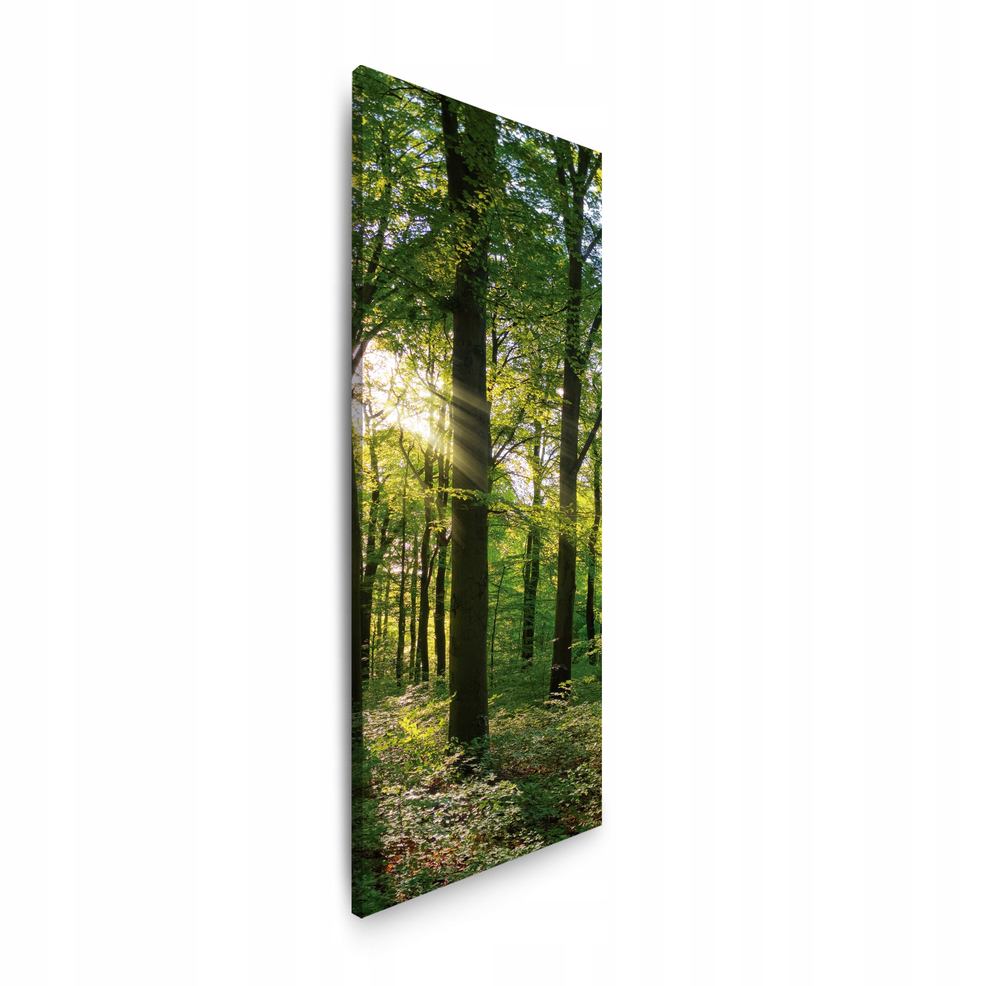 Obraz na plátně Slunce Les Stromy Paprsky Světla 40x120 cm