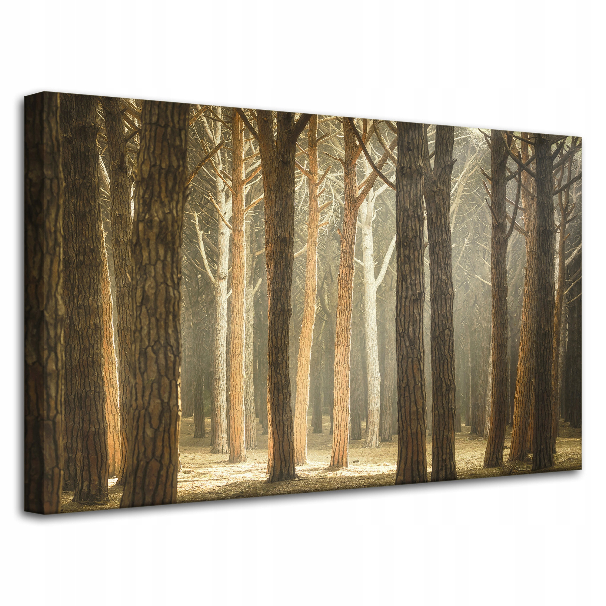 Obraz na plátně Stromy Světlo Příroda Les 80x50 cm