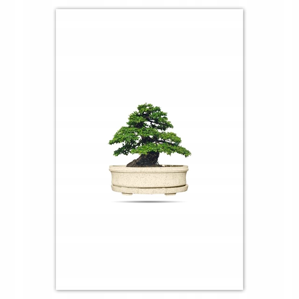 

Plakaty 40x60 Drzewko Bonsai