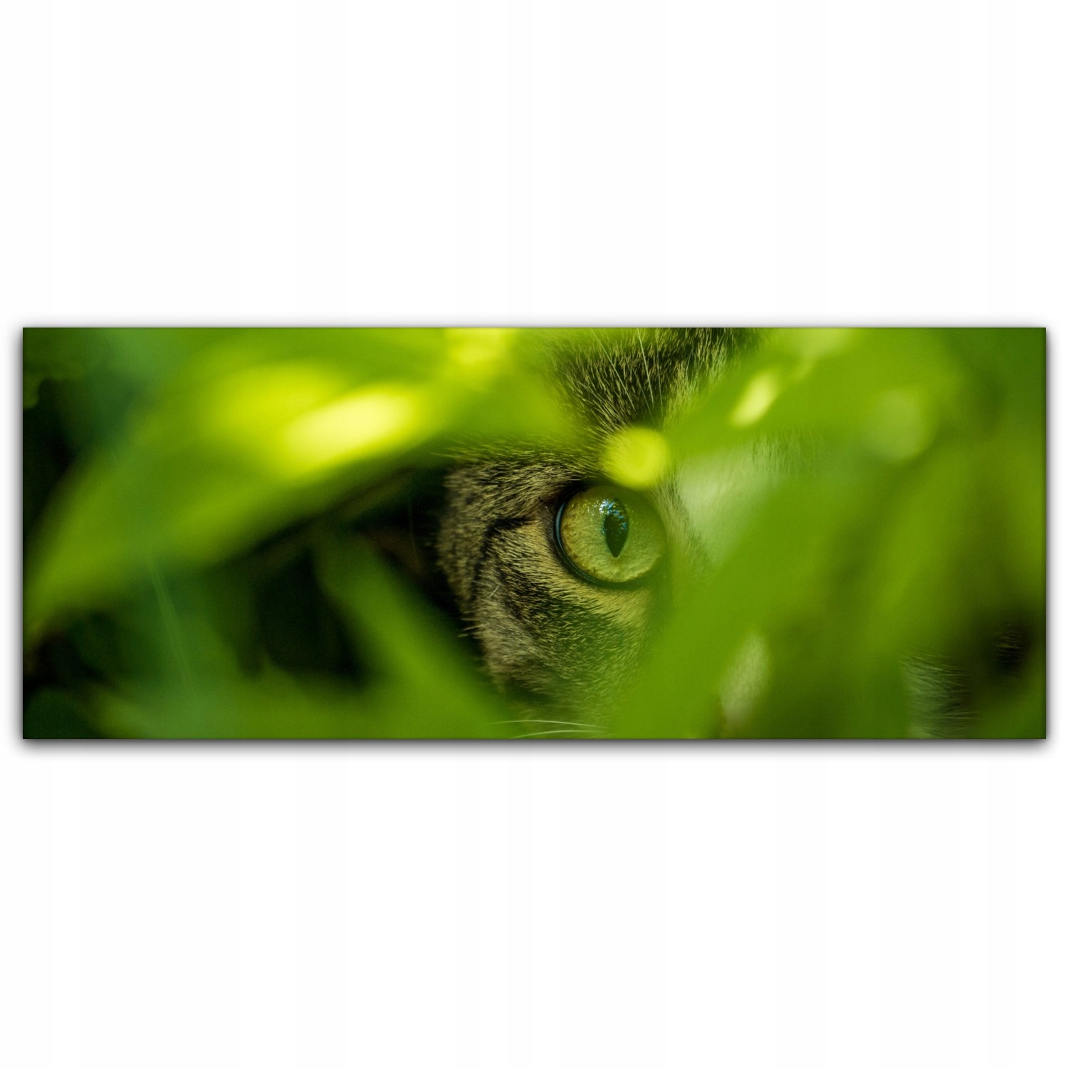 

Obraz Canvas dekoracja 125x50 Kot Natura Zwierzę