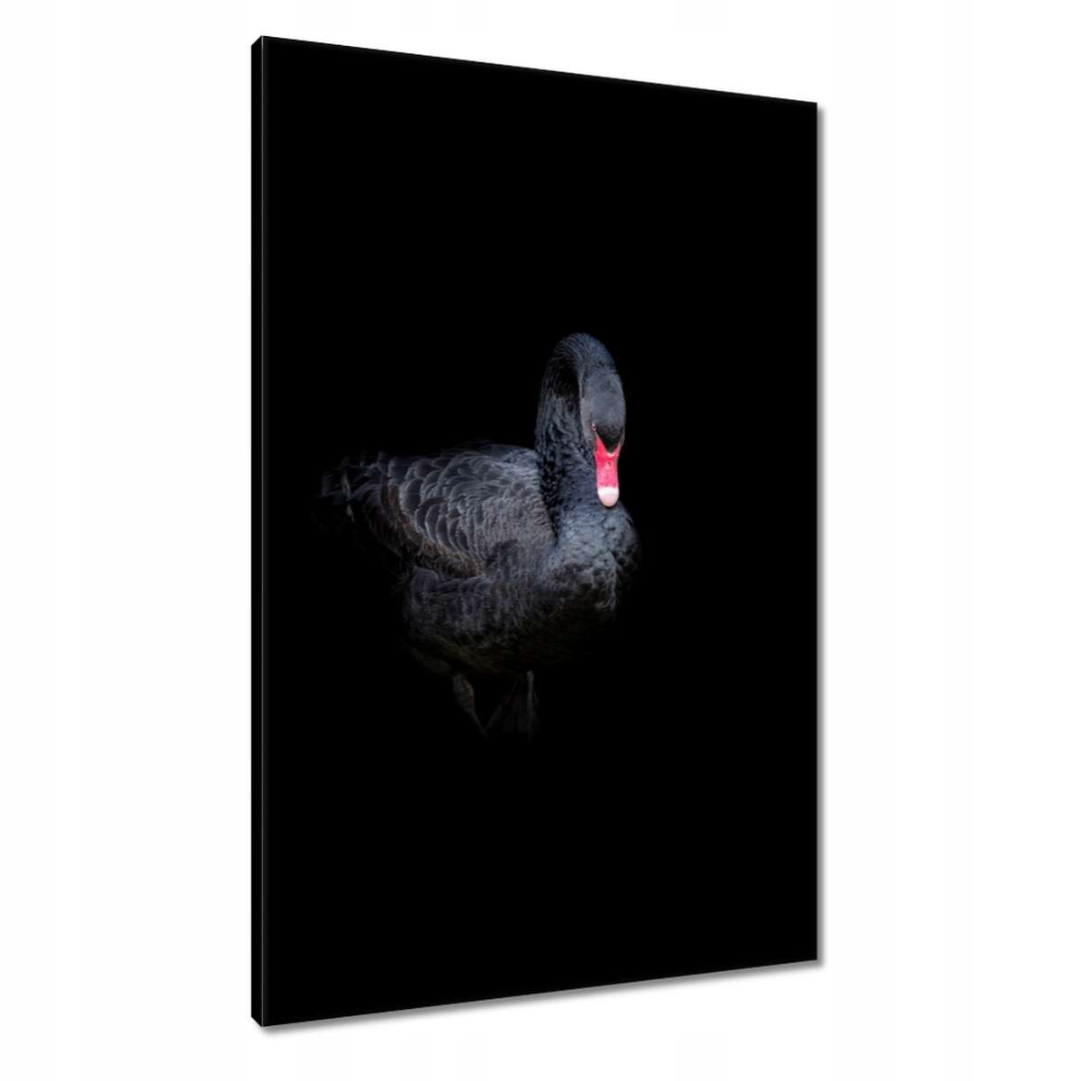 Obrazy 60x90 Krásná černá labuť