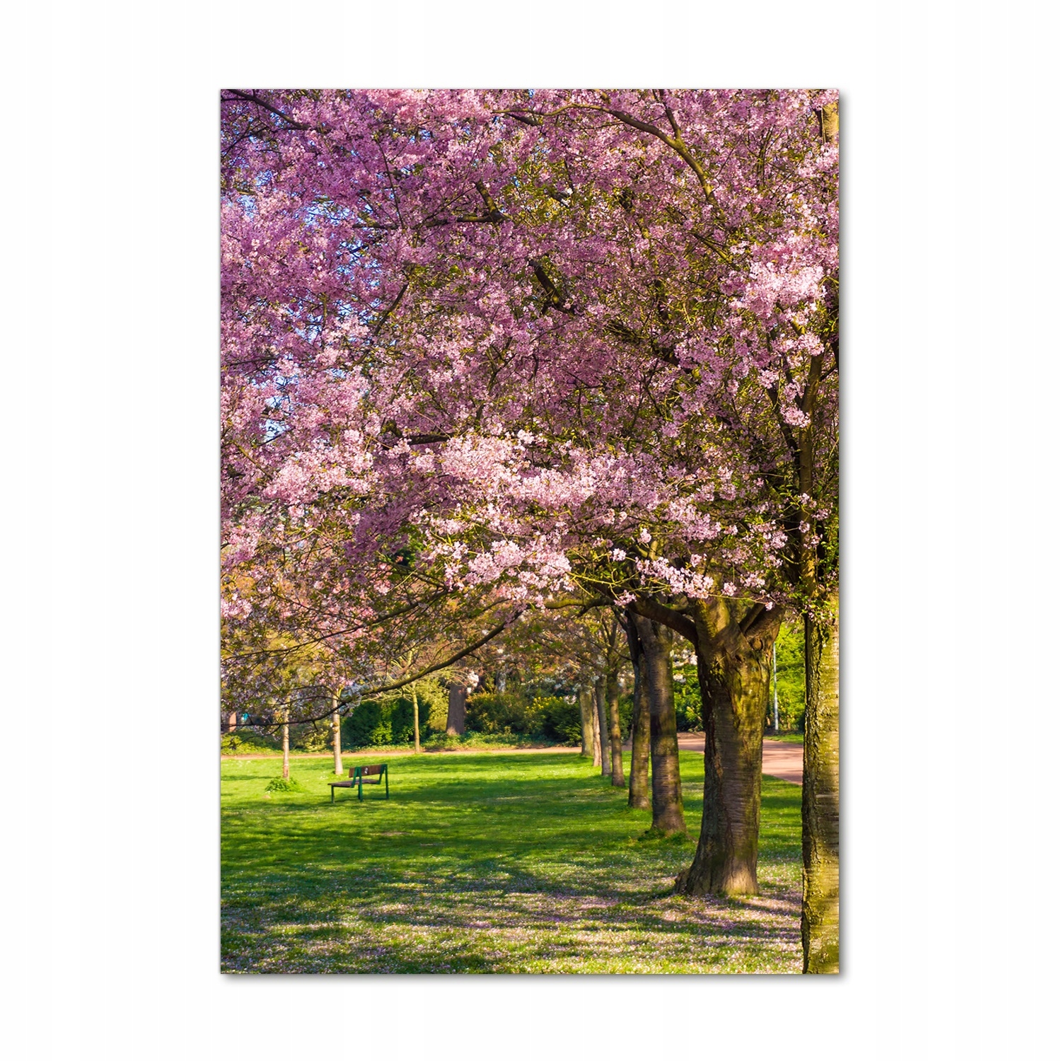 

Foto obraz szkło hartowane Drzewa wiśni 70x100 cm
