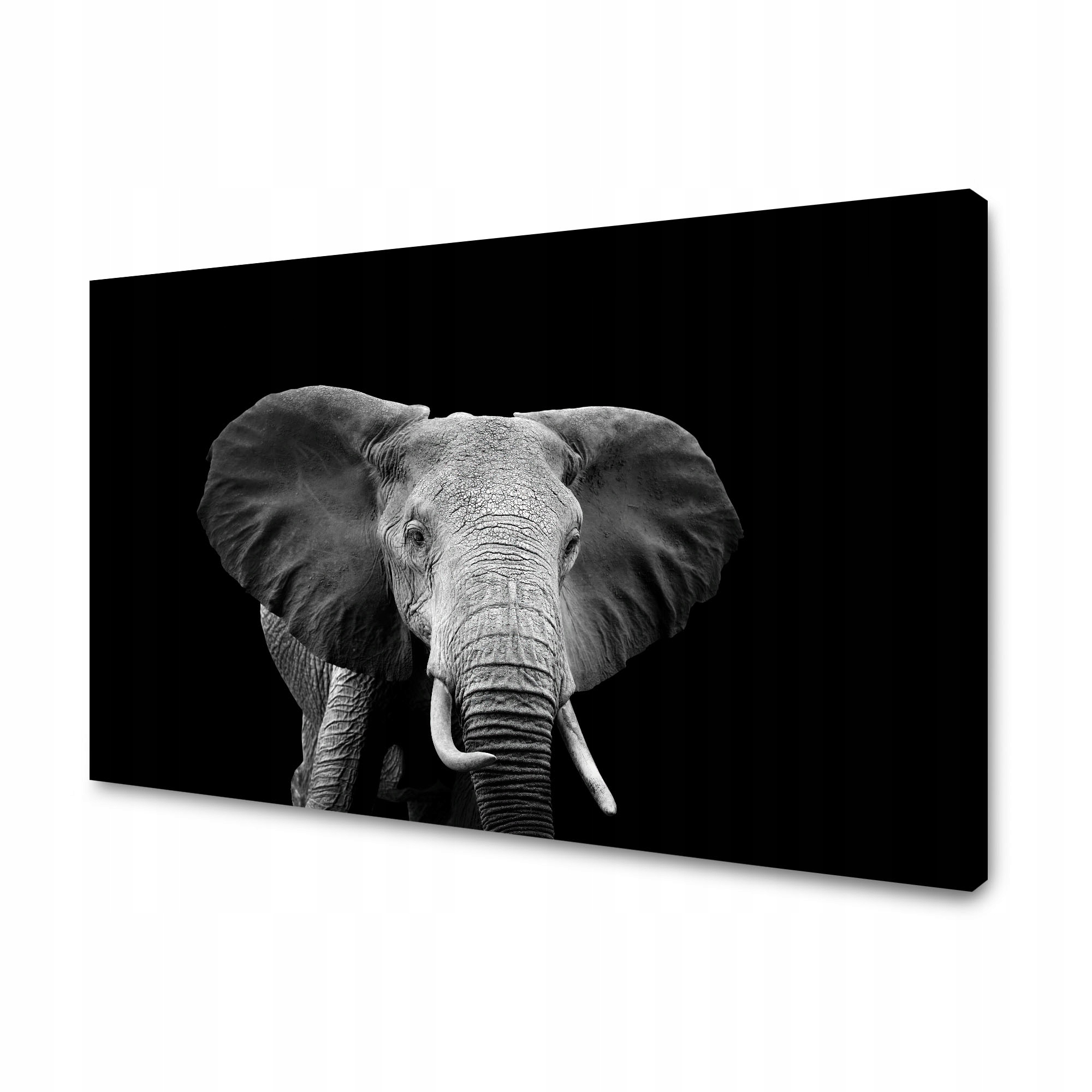 Obraz na plátně Šedý velký slon na černém pozadí 90x60 cm