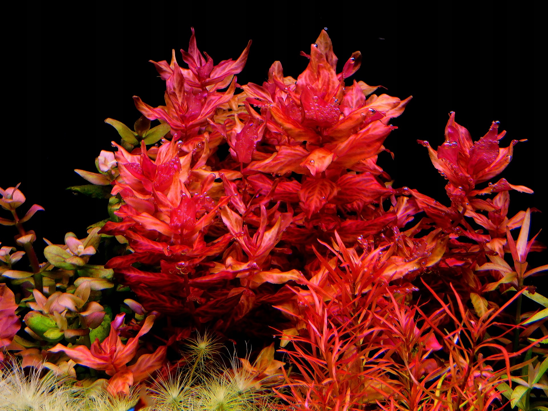 Rotala macrandra Variegated RARYTAS