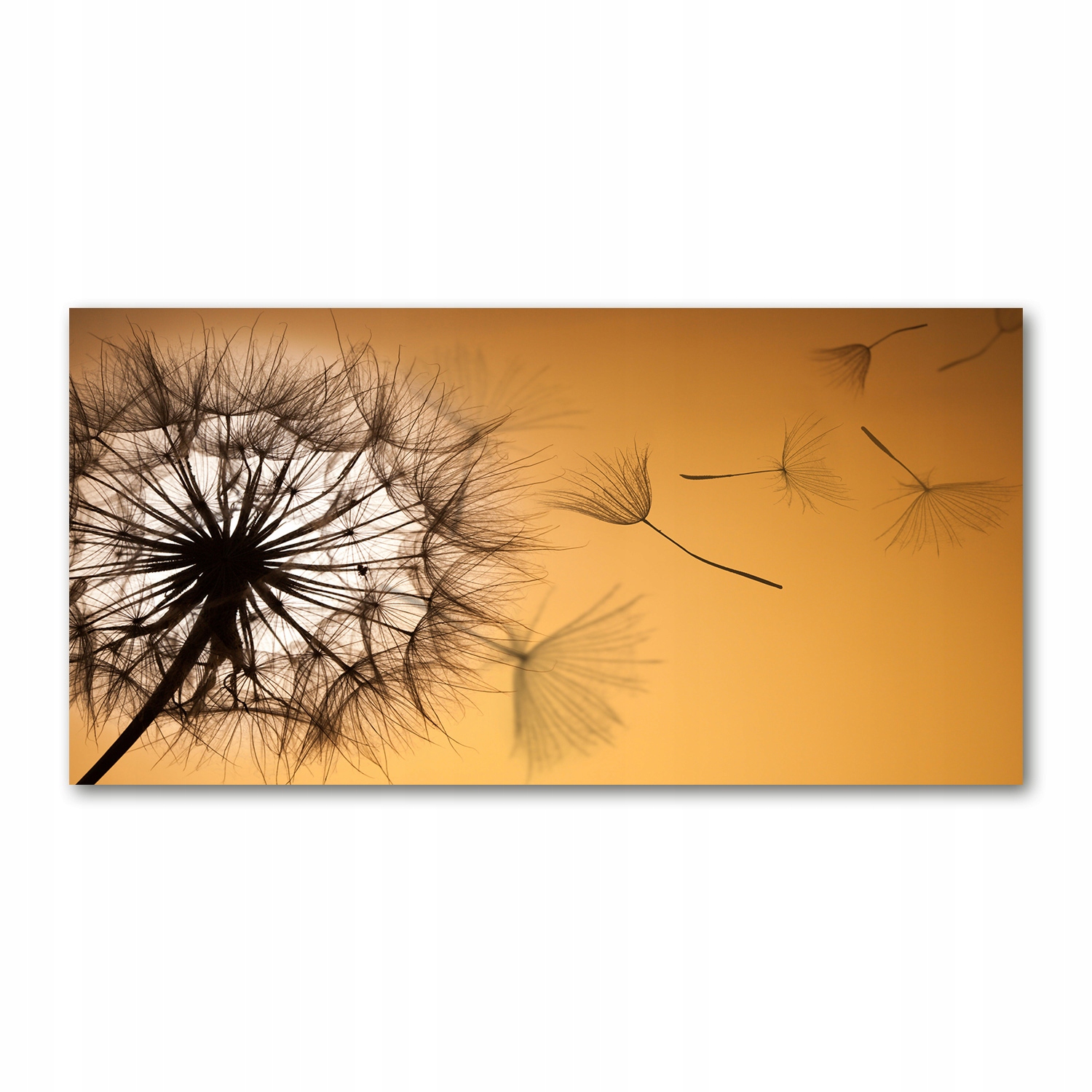 

Foto obraz akryl nowoczesny Dmuchawiec 120X60 cm