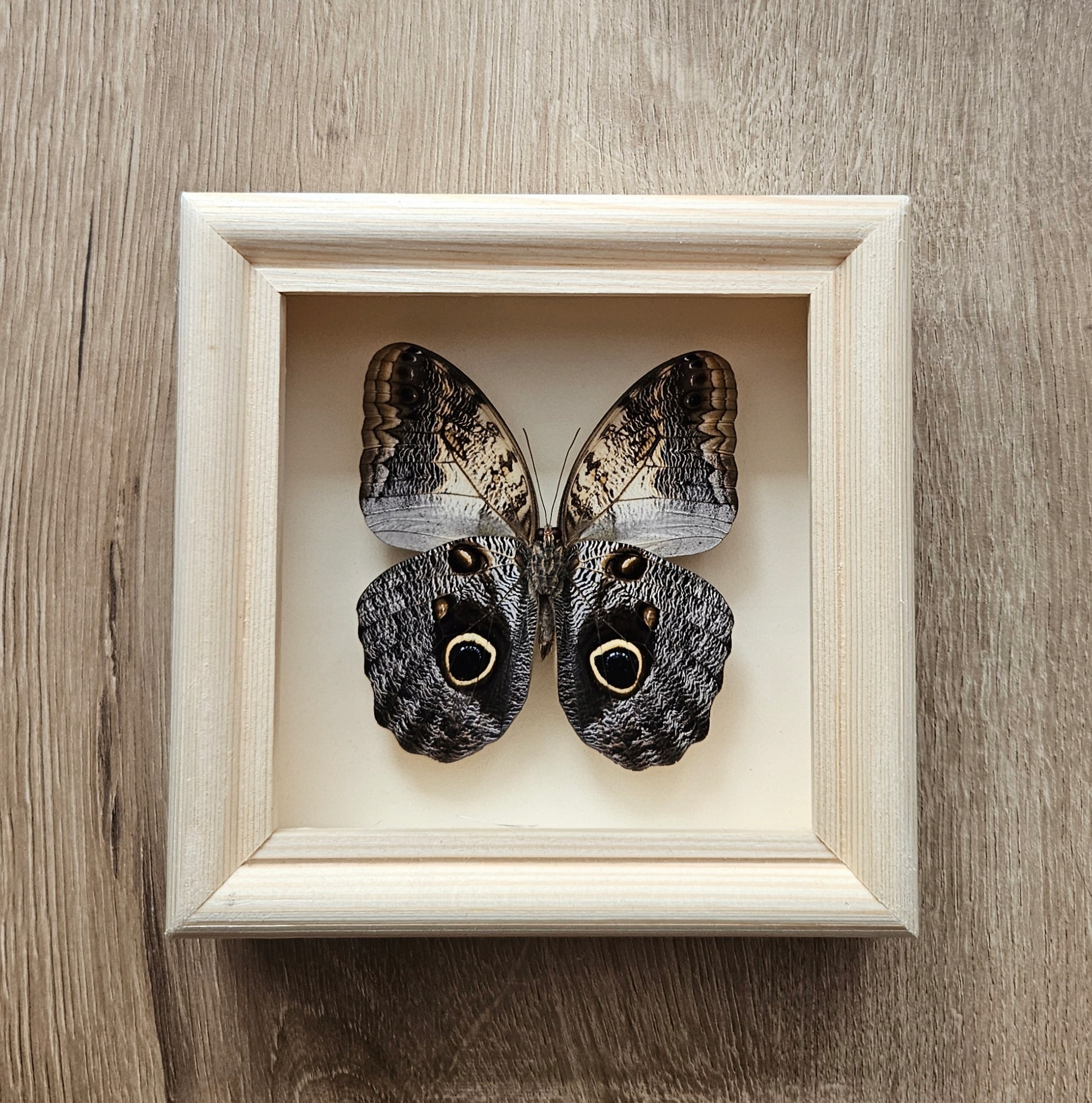 Motyl Caligo memnon strona brzuszna w gablotce.