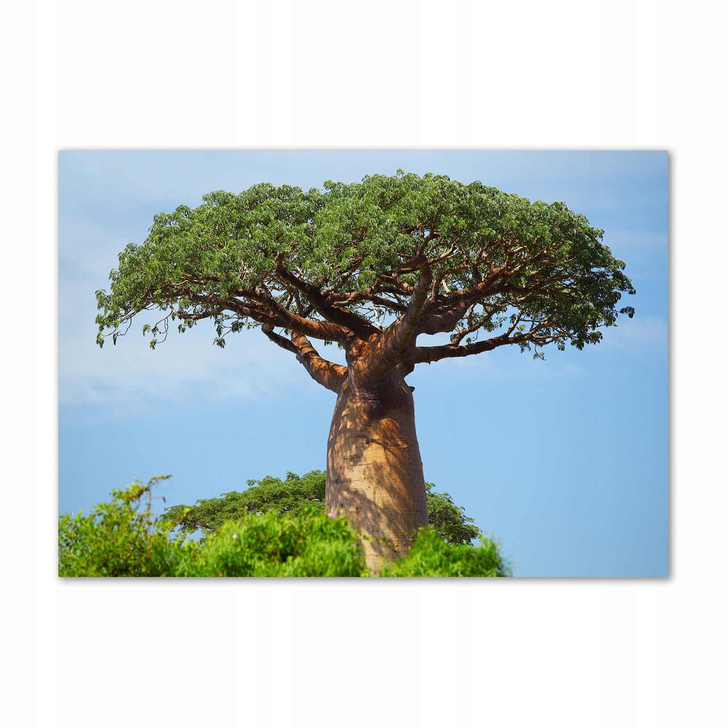 

Foto obraz zdjęcie szkło hartowane Baobab 100x70