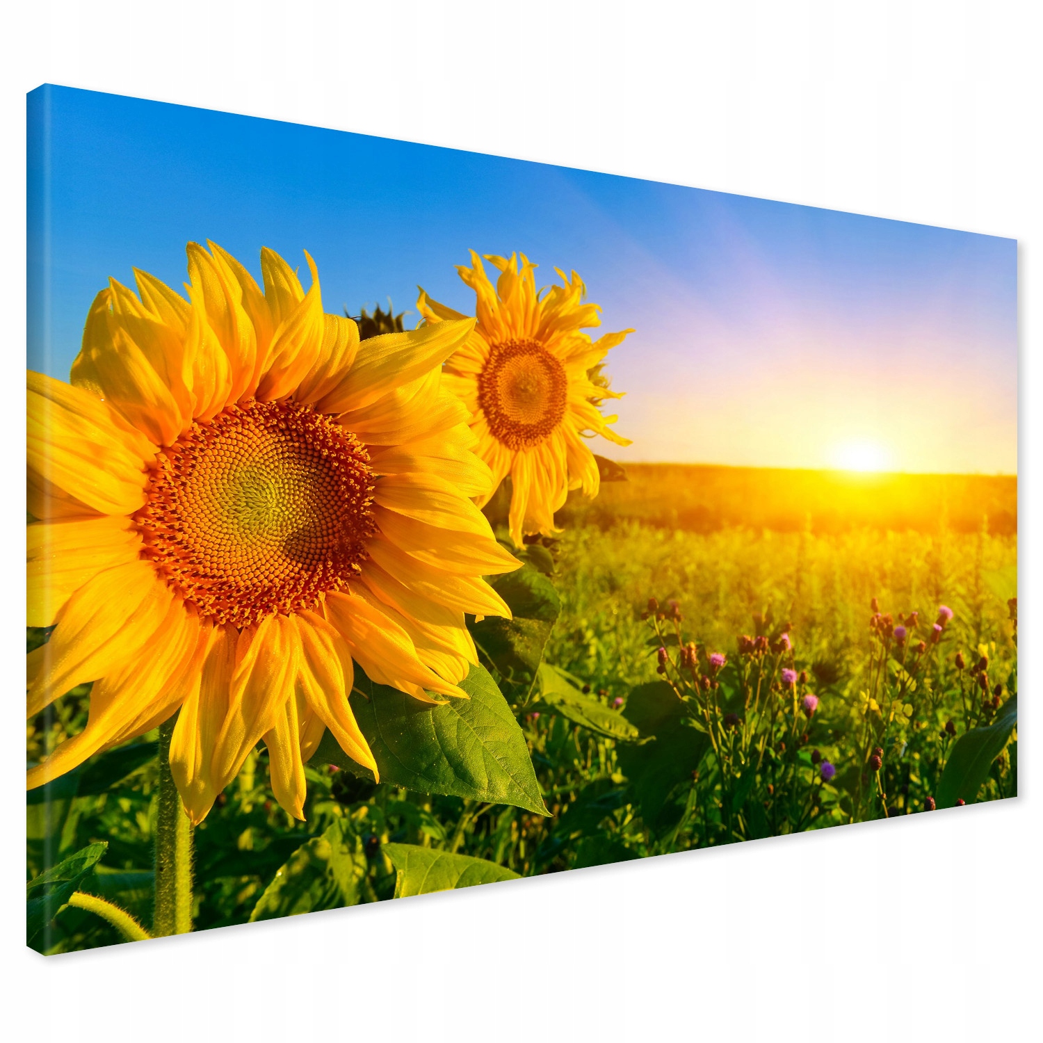 

Obraz na płótnie słoneczniki łąka 120x80