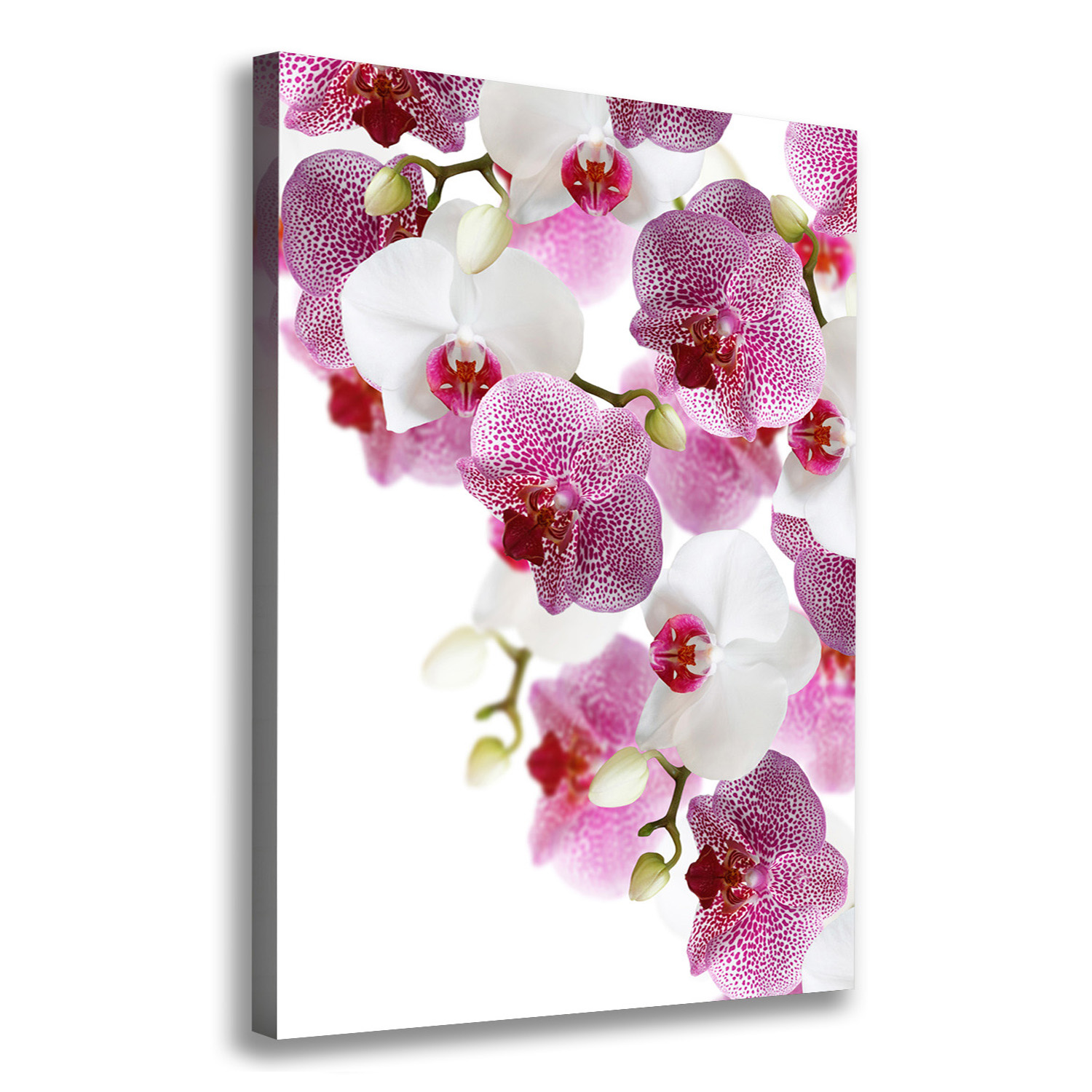 

Foto obraz na płótnie do salonu Orchidea 70x100 cm