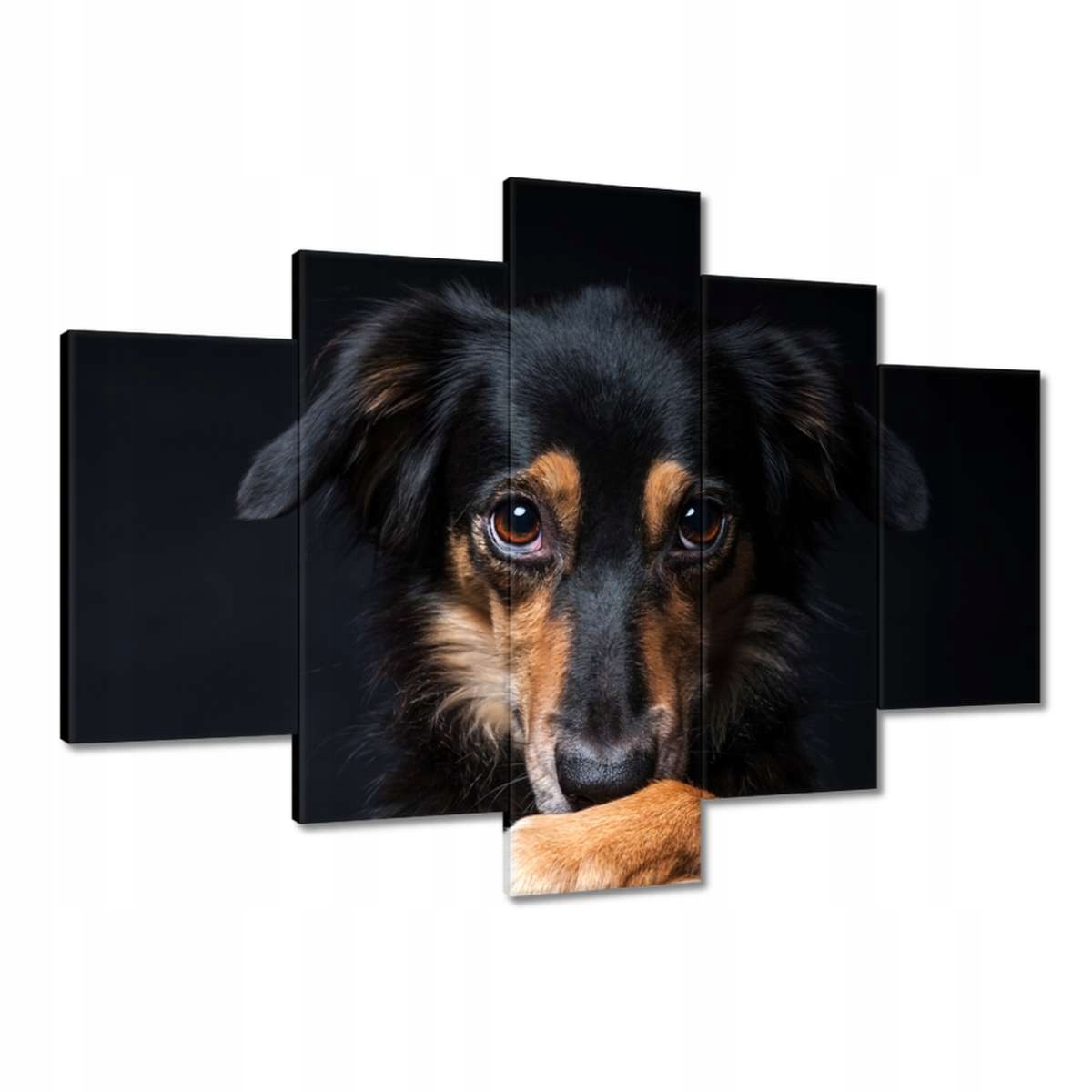 Obrazy 150x105 Zábavný Border Collie