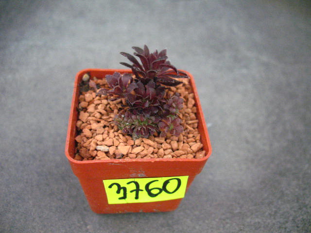 Aeonium arboreum atropurpureum 3760 don4x4cm PG1019P (ip) • Cena ...