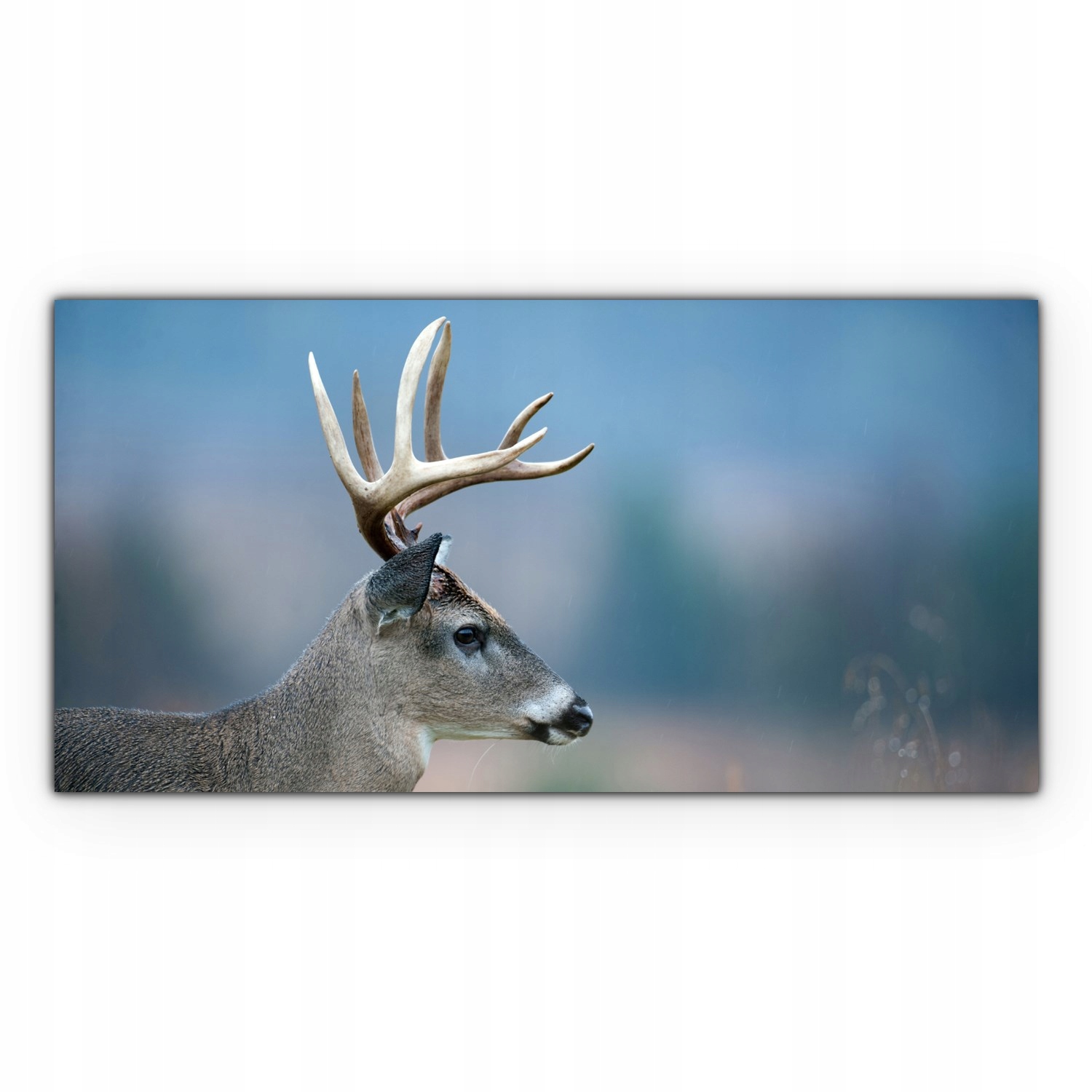 

Obraz canvas na ścianę 140x70 Jeleń Pole Zwierzę