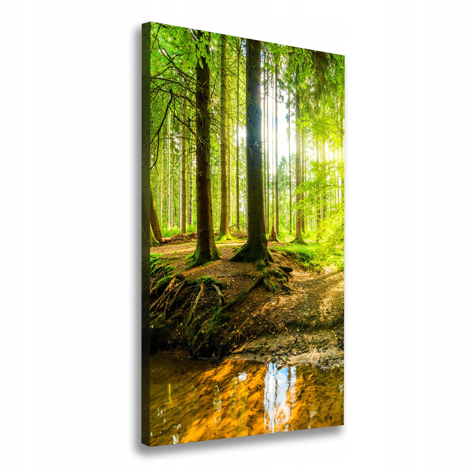 

Foto obraz na płótnie Słońce w lesie 70x140 cm